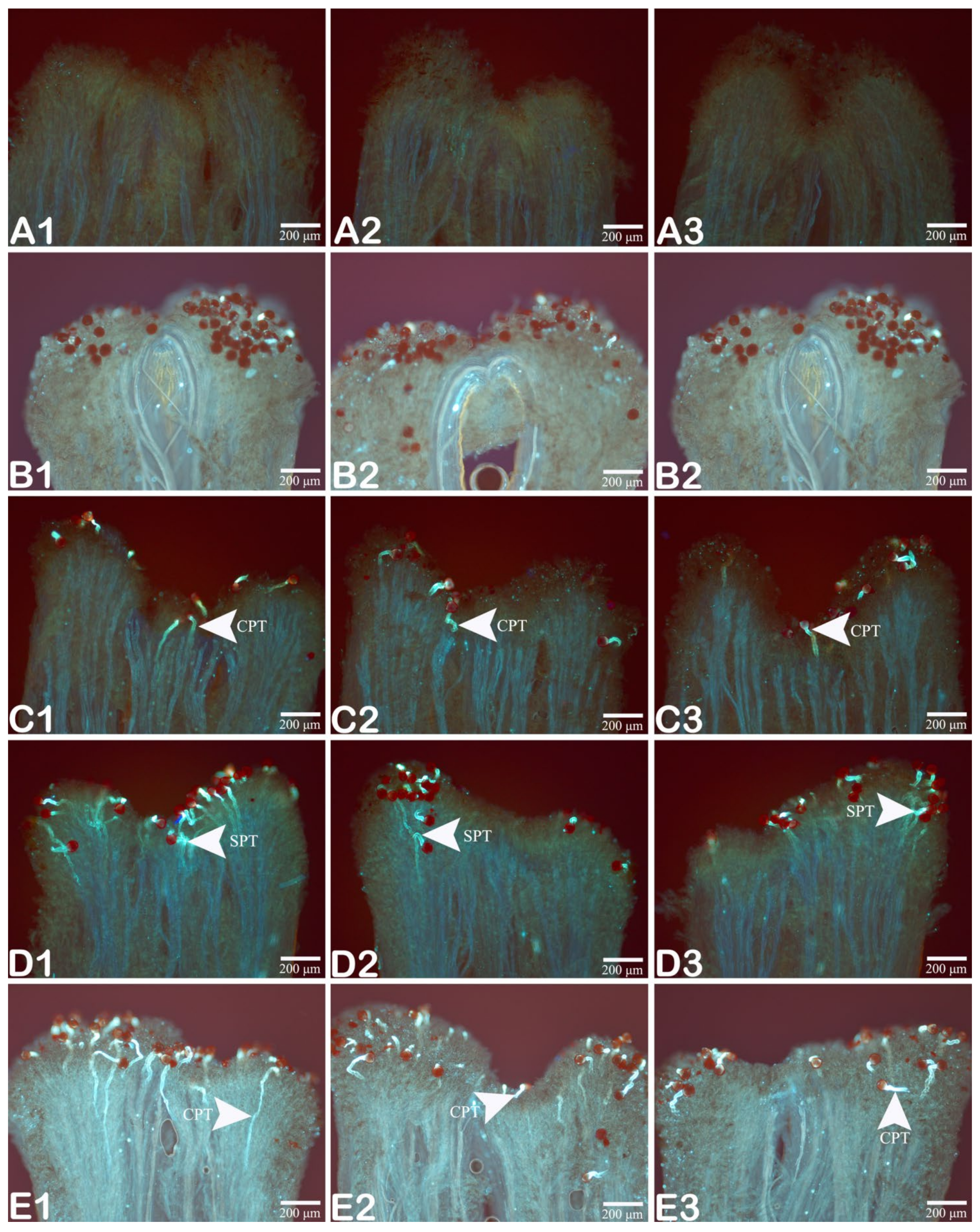 Horticulturae 08 00297 g002 Horticulturae 08 00297 g002