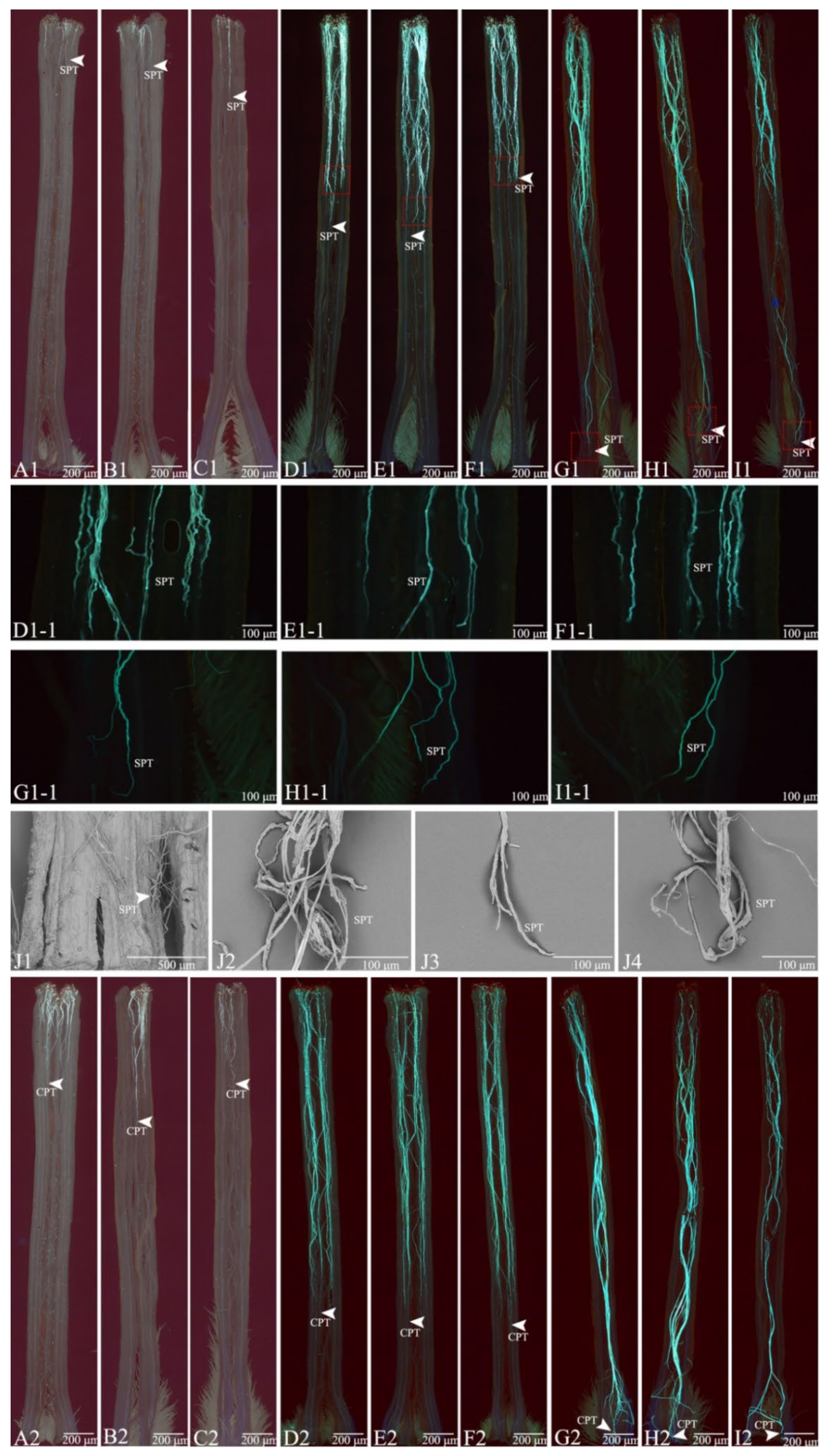 Horticulturae 08 00297 g003 Horticulturae 08 00297 g003