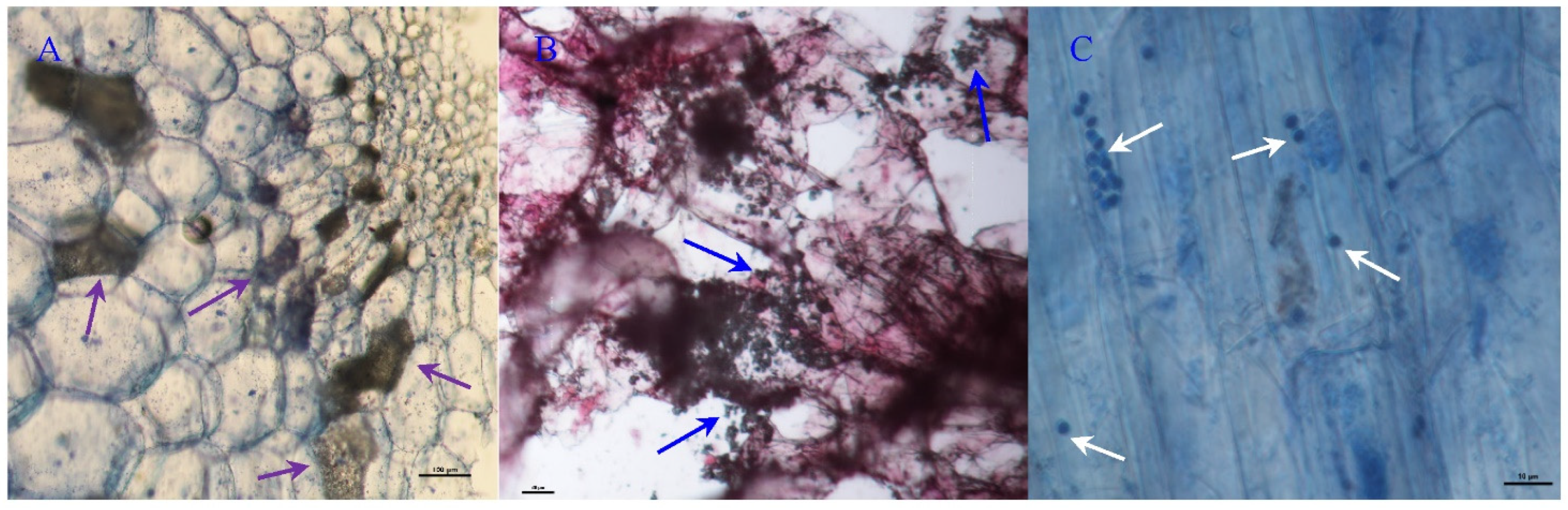 Horticulturae 08 00302 g001 550