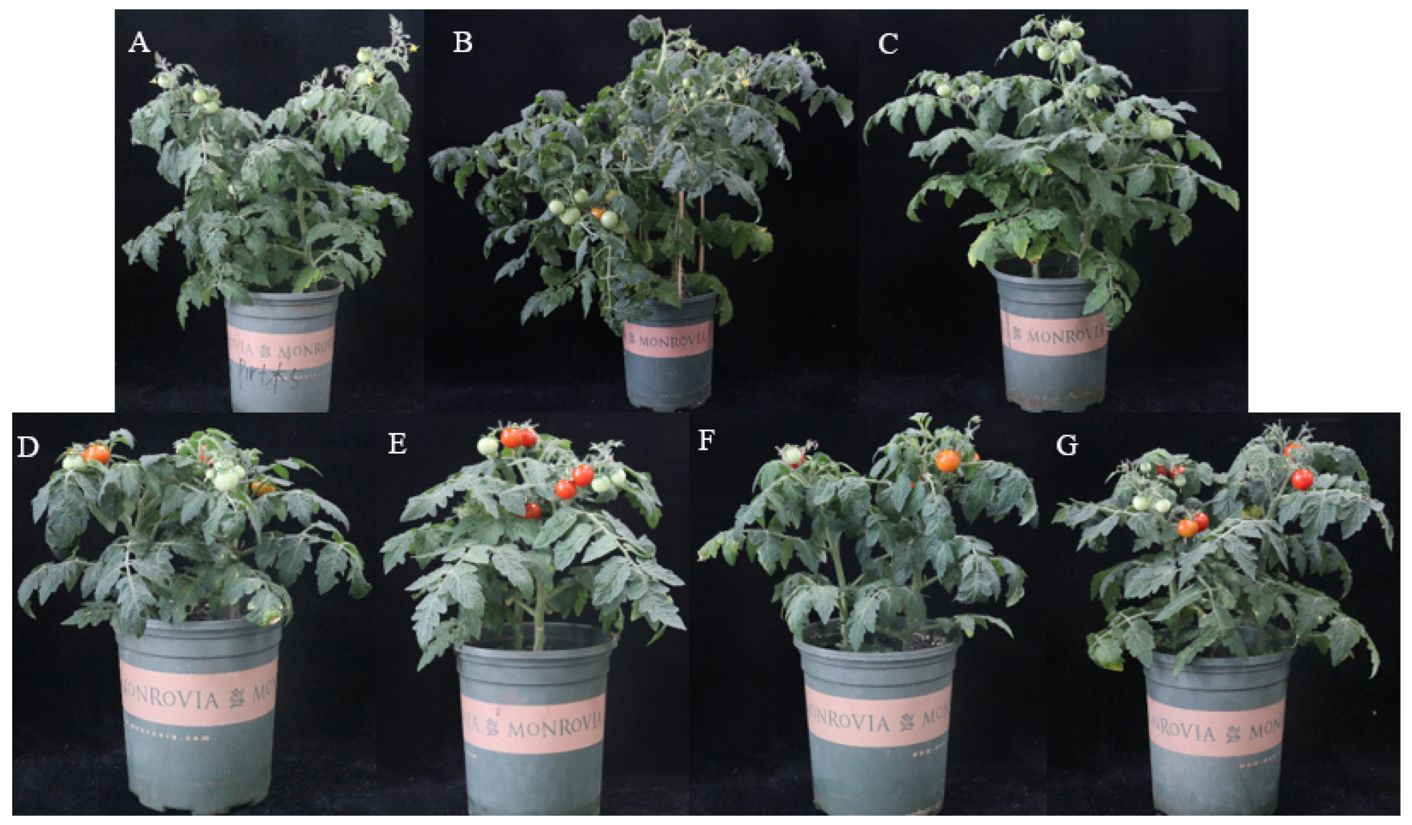 Horticulturae 08 00302 g003 550