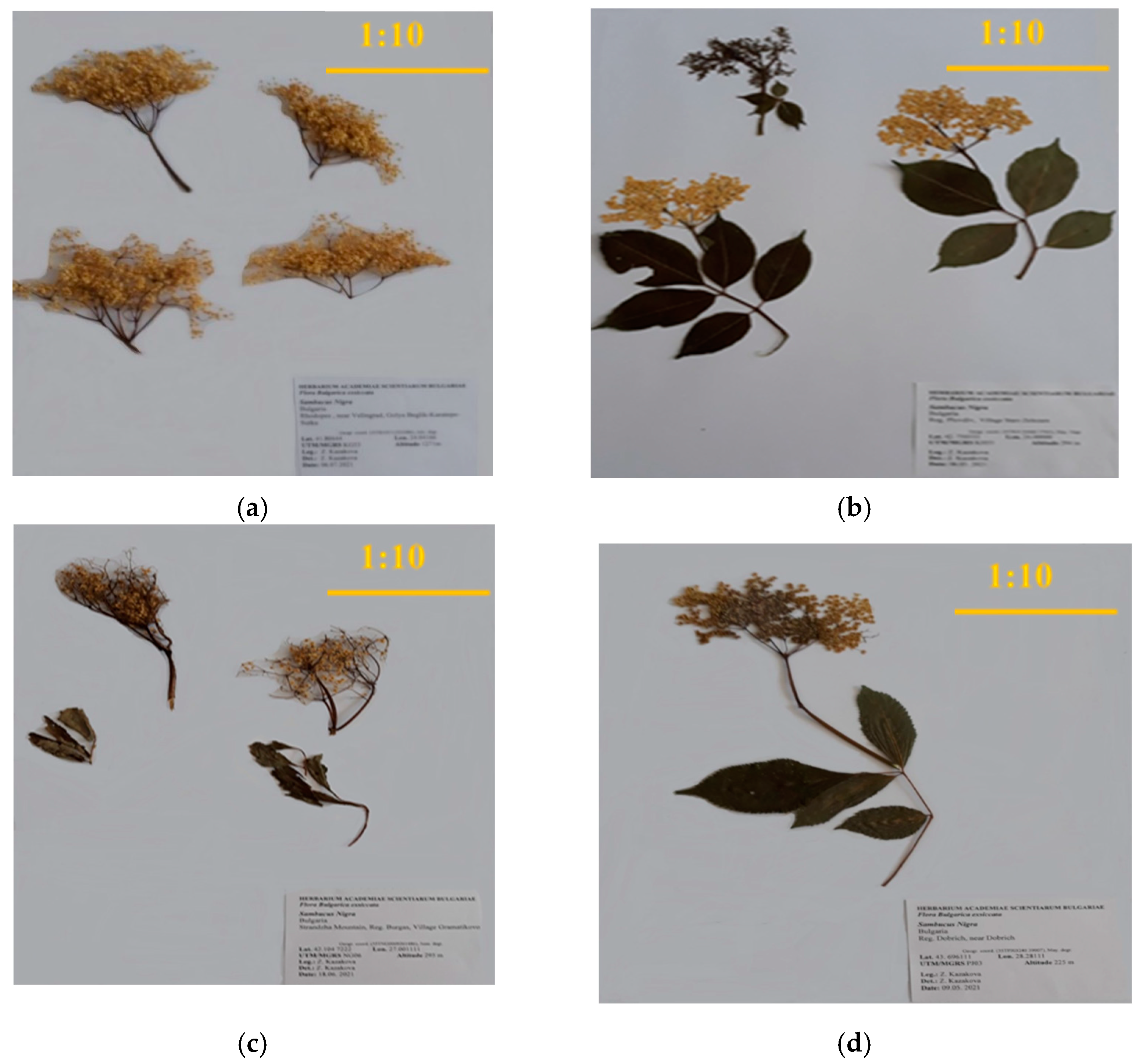 Horticulturae 08 00309 g001