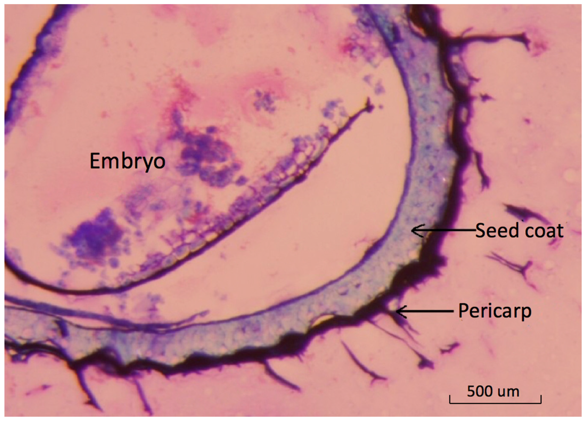 Horticulturae 08 00327 g001