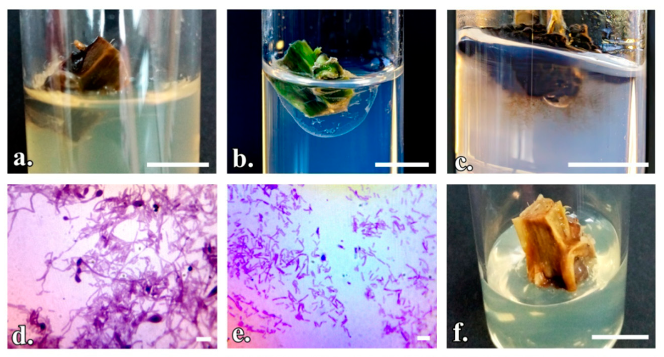 Horticulturae 08 00337 g001
