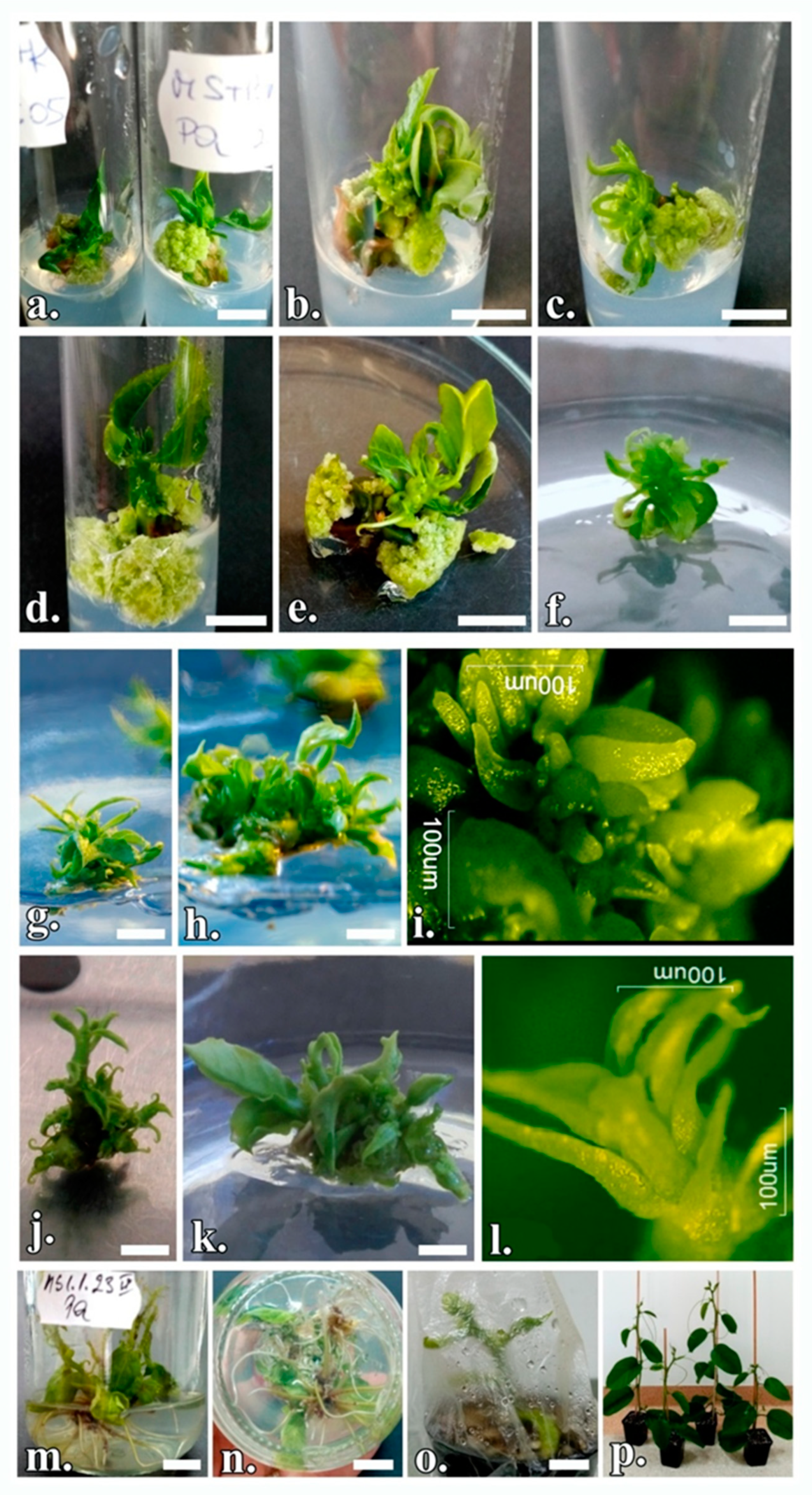 Horticulturae 08 00337 g003