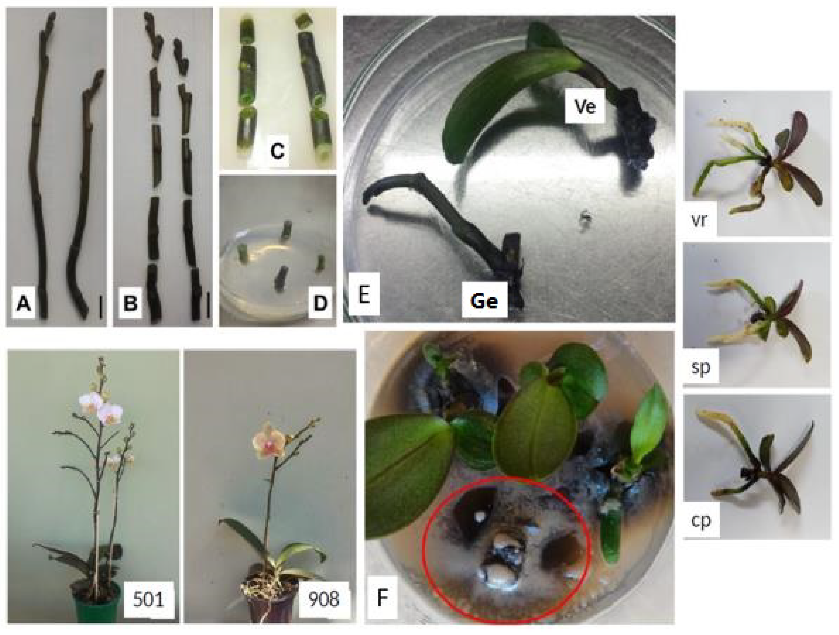 Orchid Flower Stem Propagation Best Flower Site orchid-flower-stem-propagation-best-flower-site
