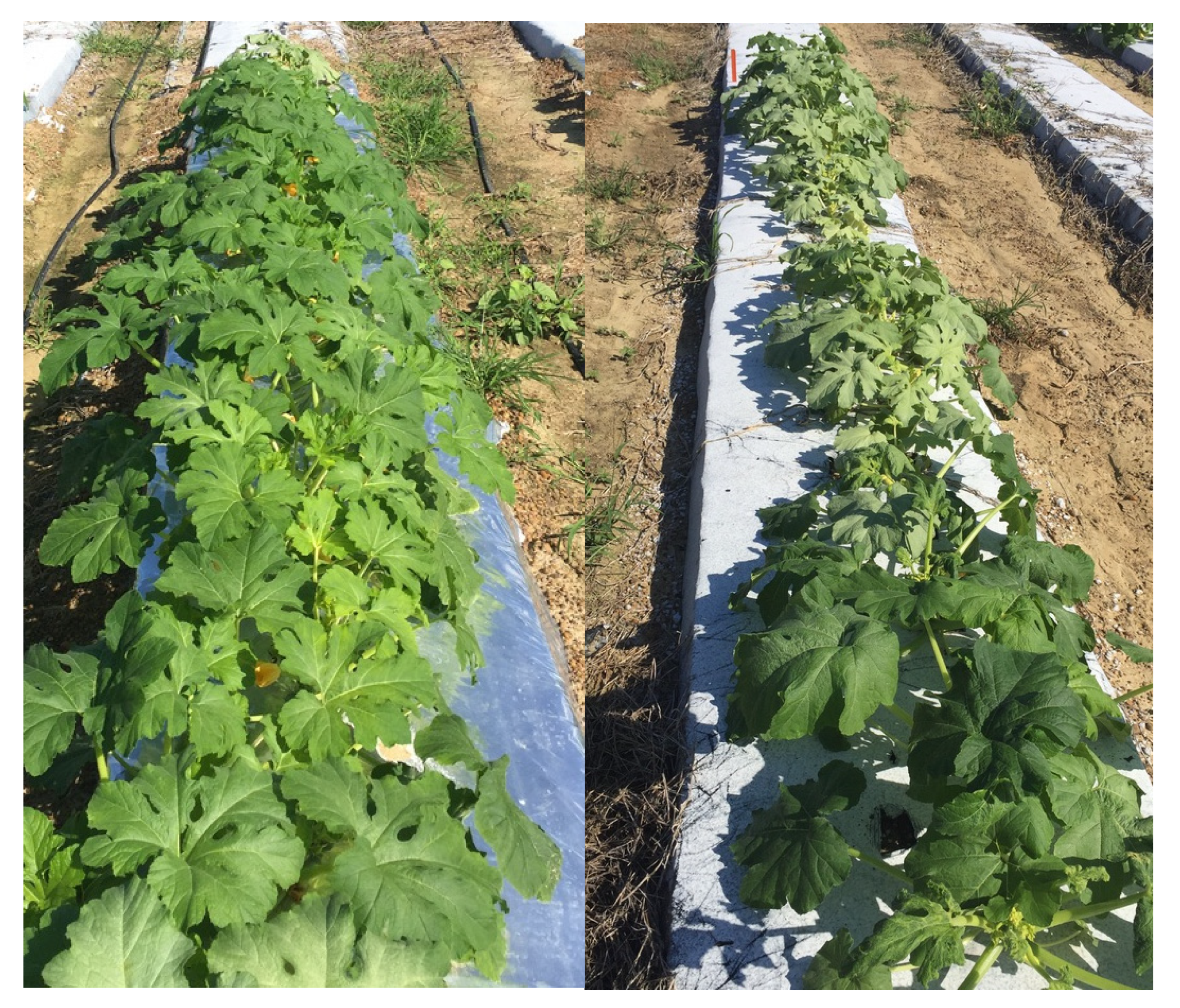 Horticulturae 08 00341 g004 Horticulturae 08 00341 g004