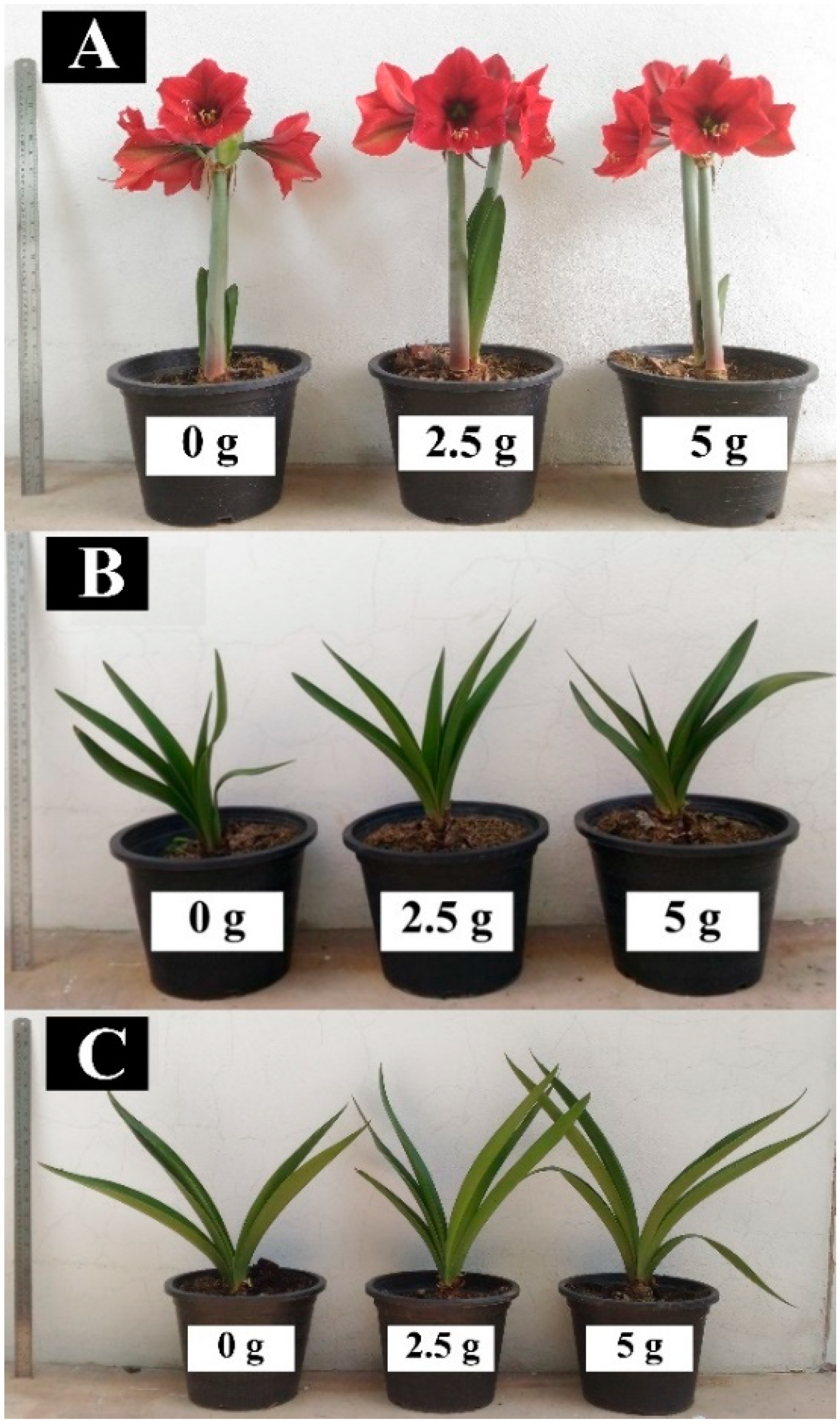 Horticulturae 08 00345 g001 550