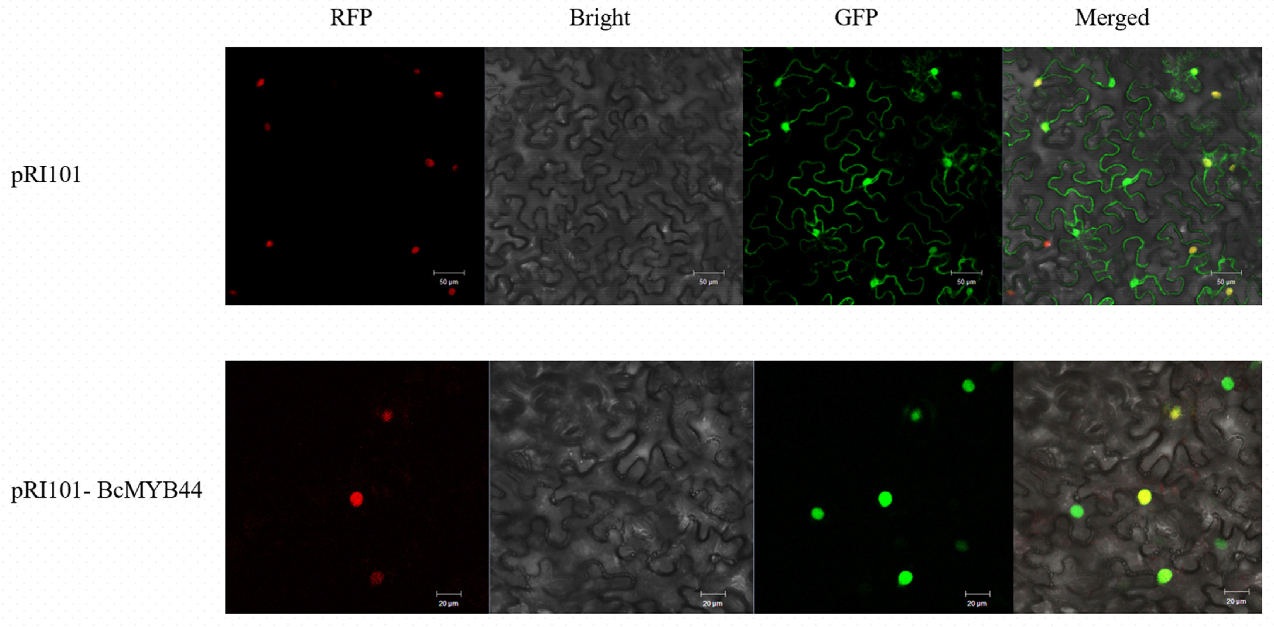 Horticulturae 08 00351 g002
