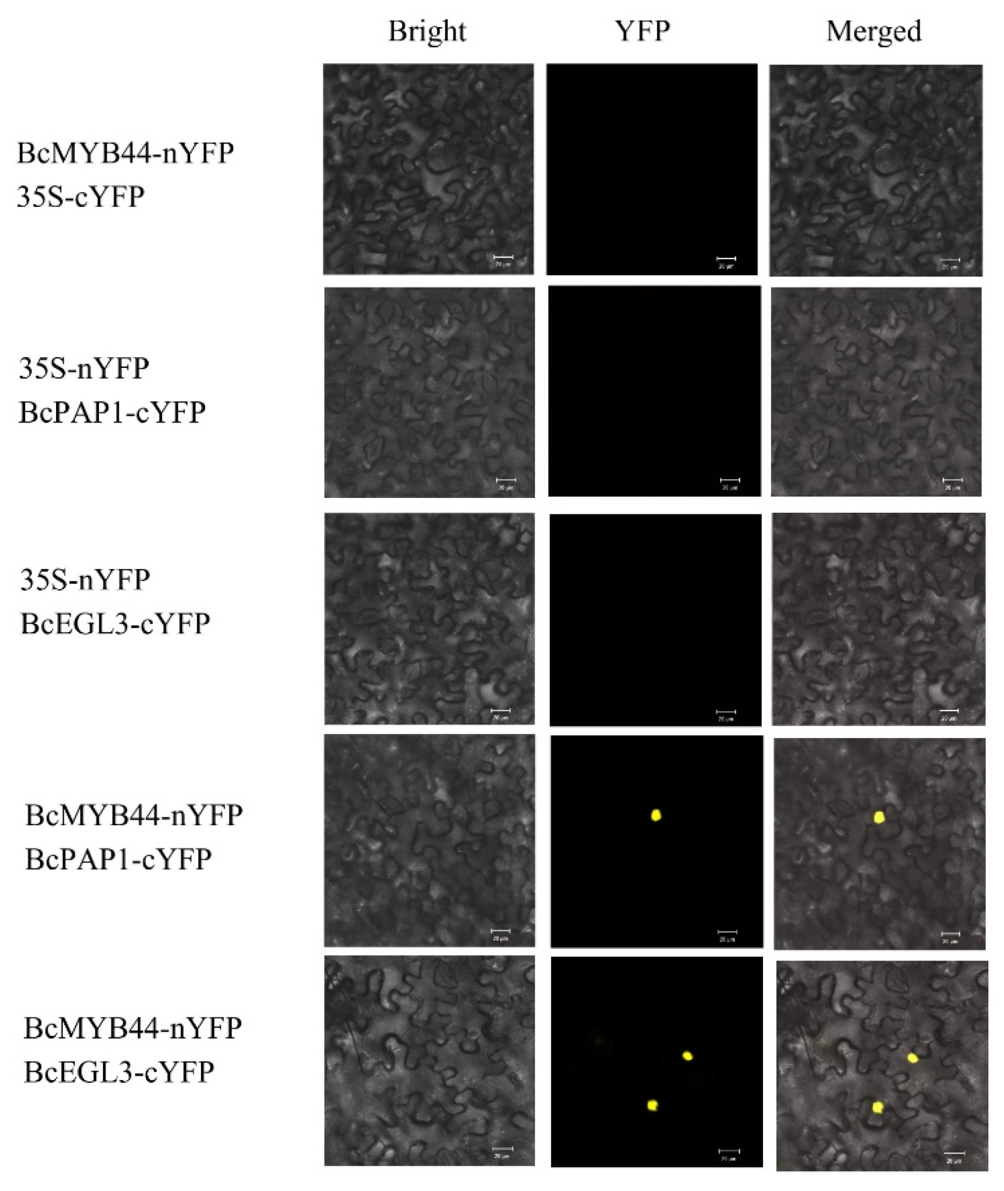 Horticulturae 08 00351 g004