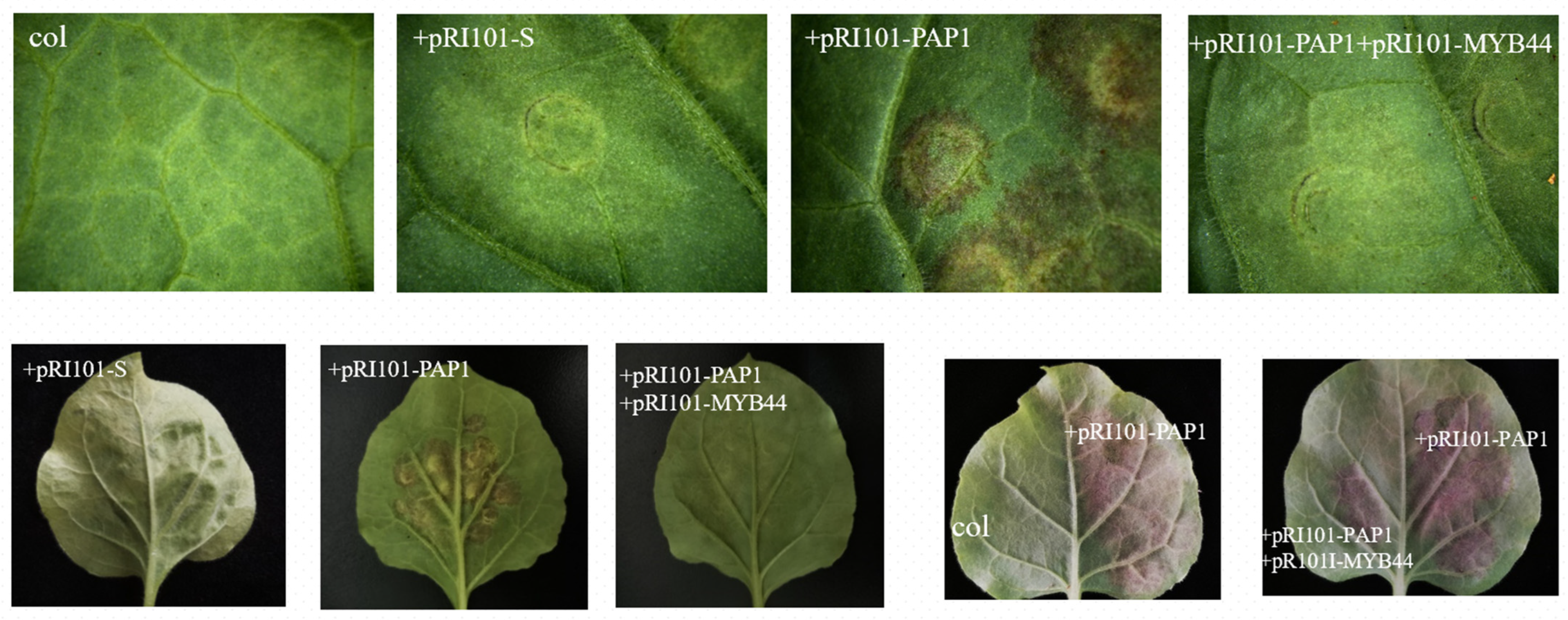 Horticulturae 08 00351 g005