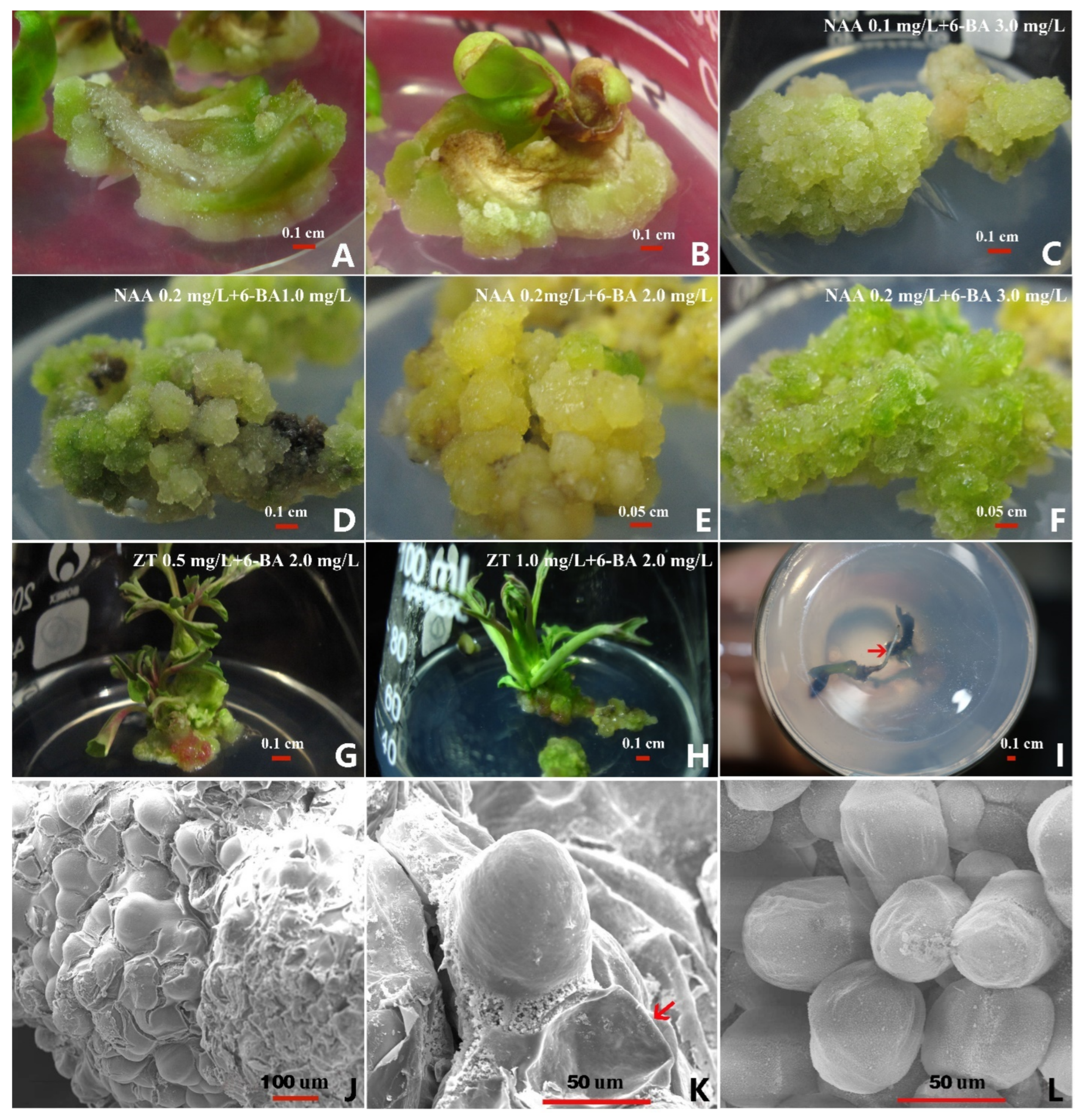 Horticulturae 08 00357 g001 Horticulturae 08 00357 g001