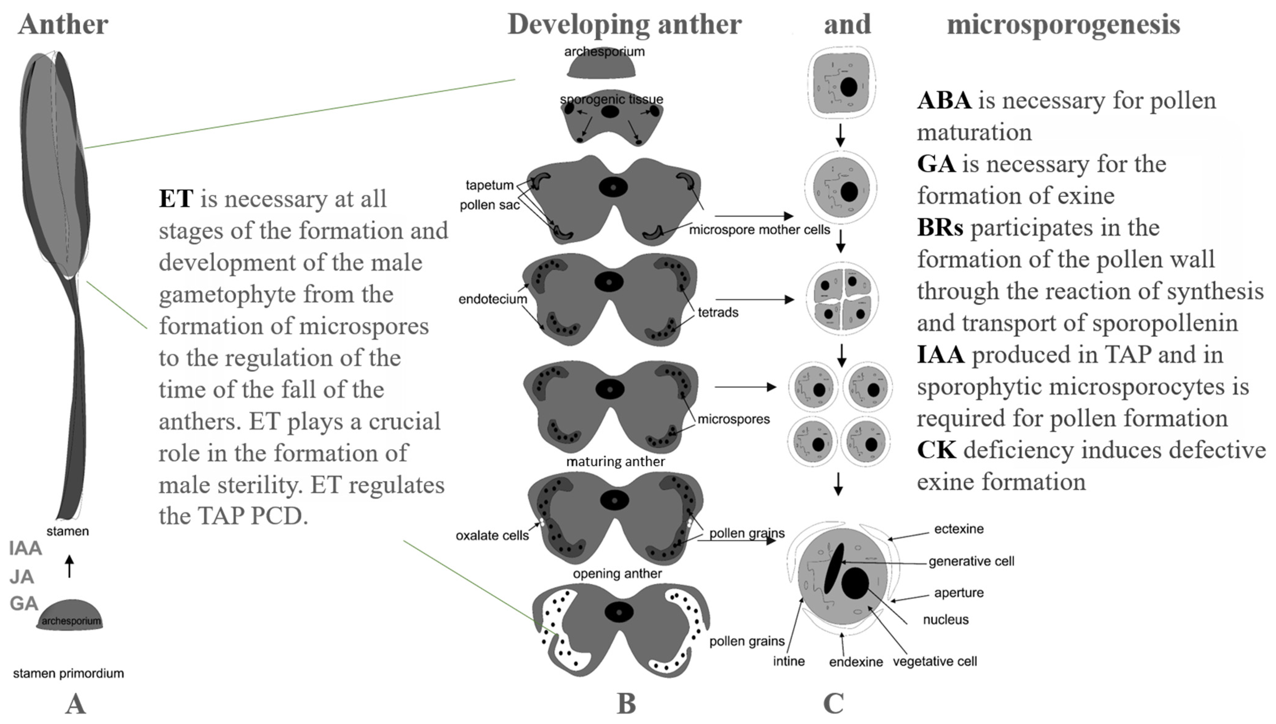 Horticulturae 08 00365 g001 Horticulturae 08 00365 g001
