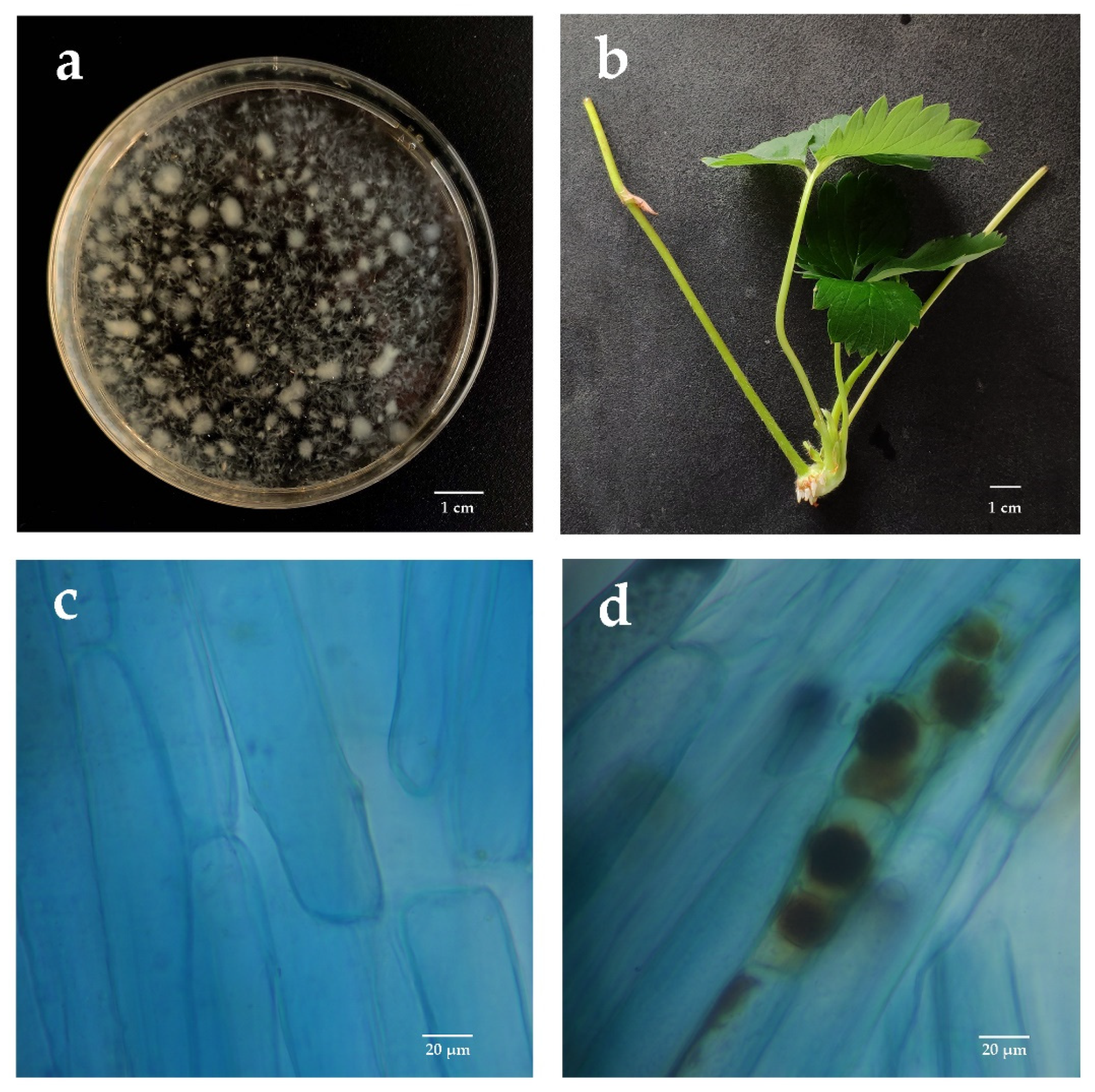 Horticulturae 08 00370 g001