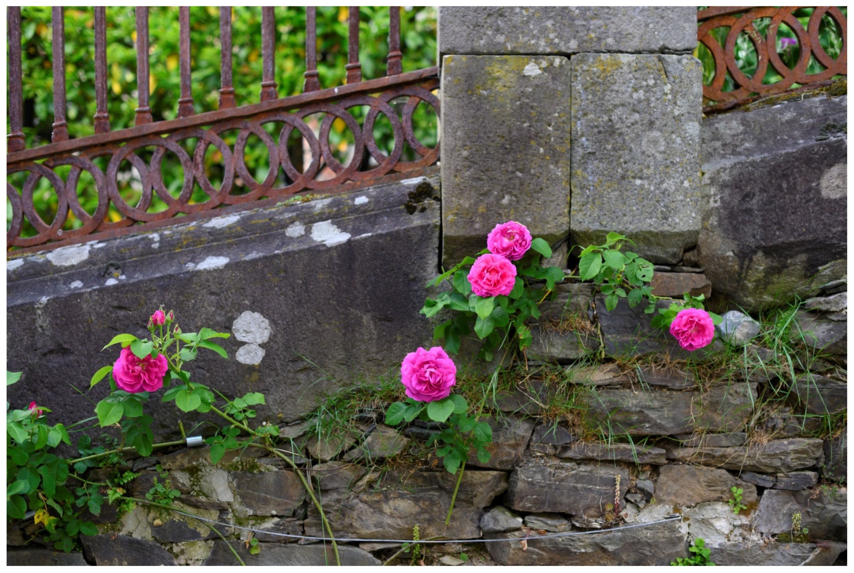 Horticulturae 08 00376 g001