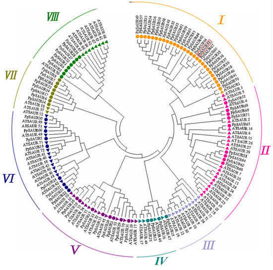 PpSAUR43, an Auxin-Responsive Gene, Is Involved in the Post PpSAUR43, an Auxin-Responsive Gene, Is Involved in the Post