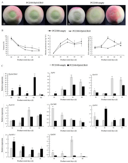 Horticulturae | Free Full-Text | PpSAUR43, an Auxin-Responsive 