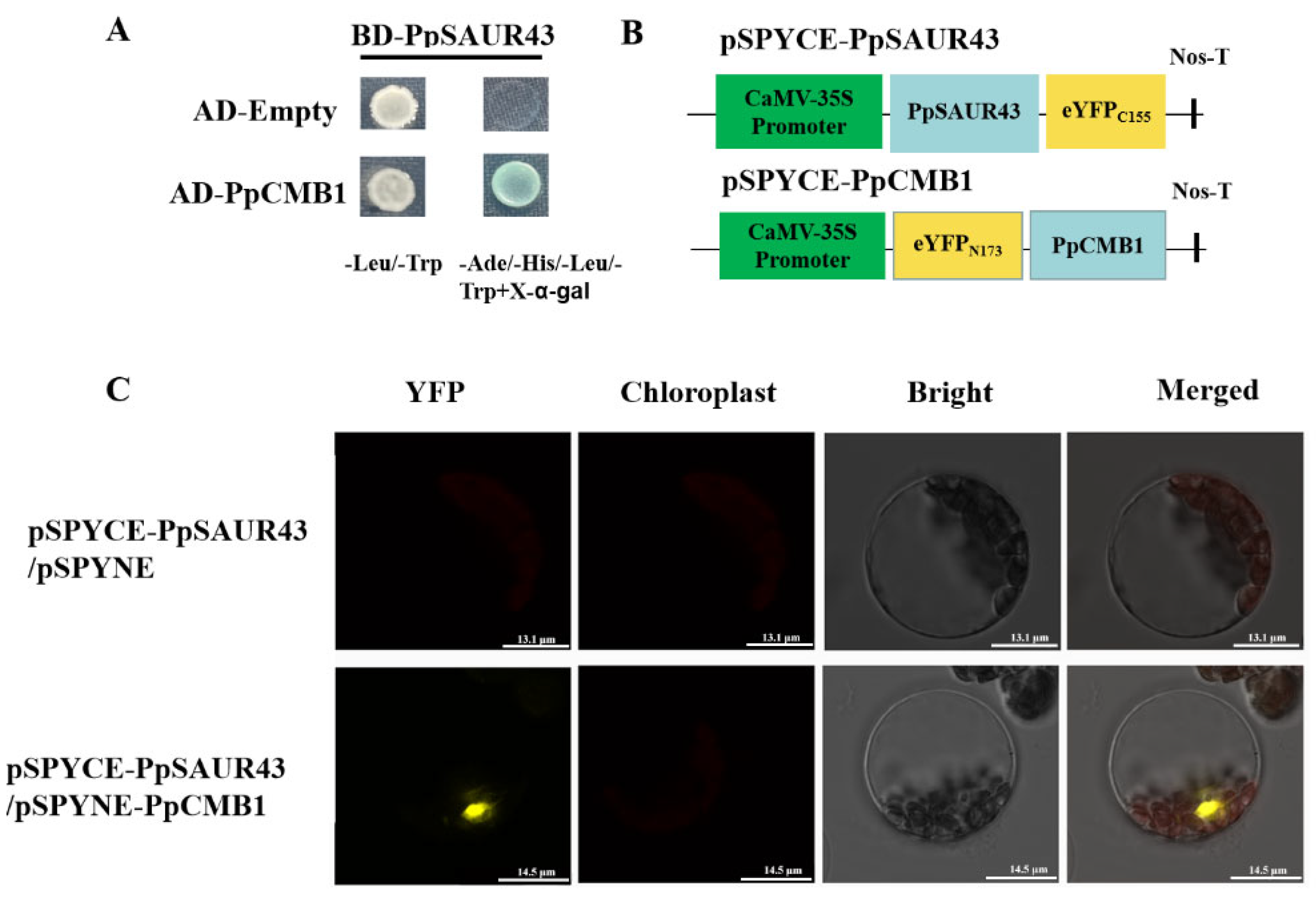 Horticulturae 08 00379 g005