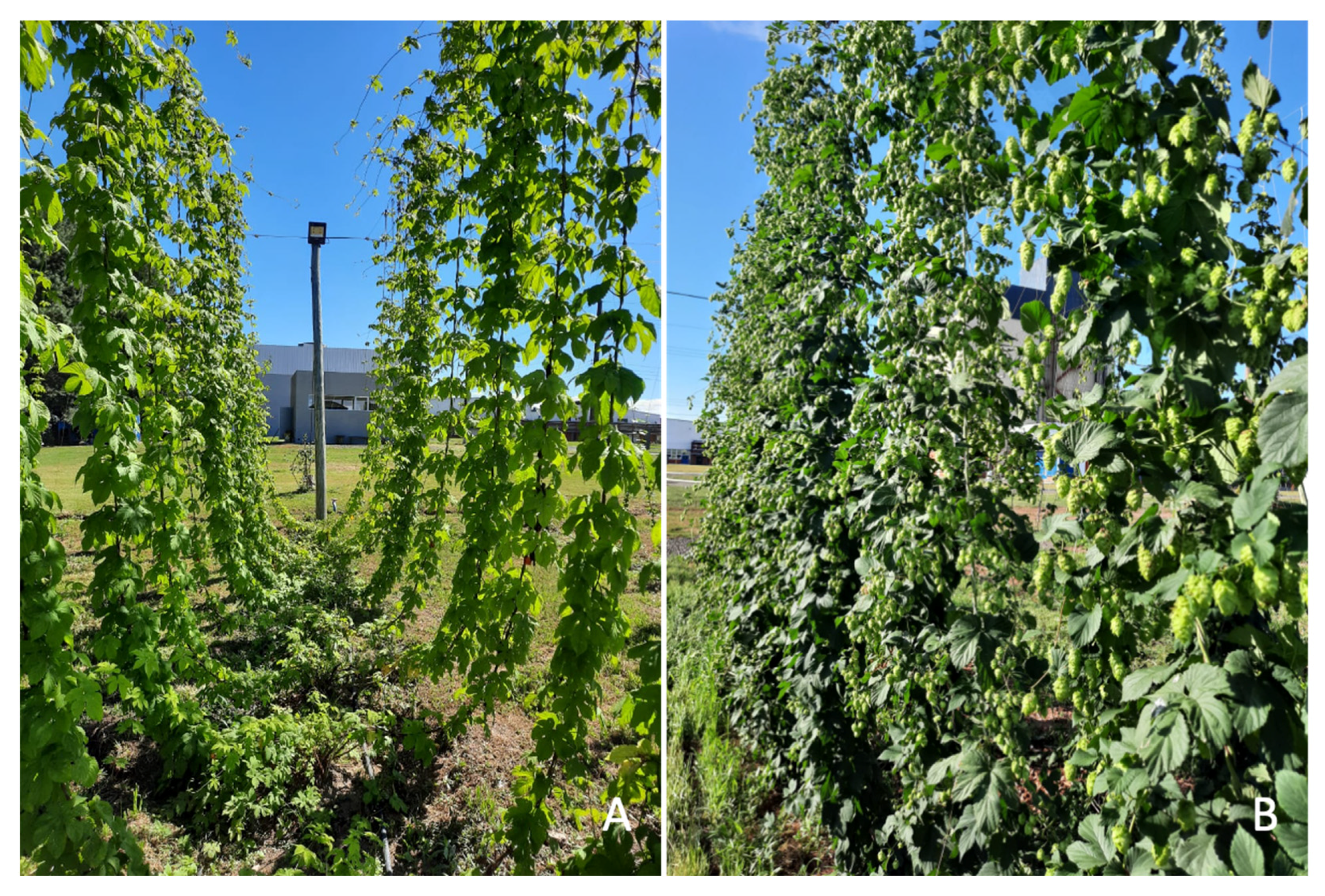 Horticulturae 08 00393 g003 550