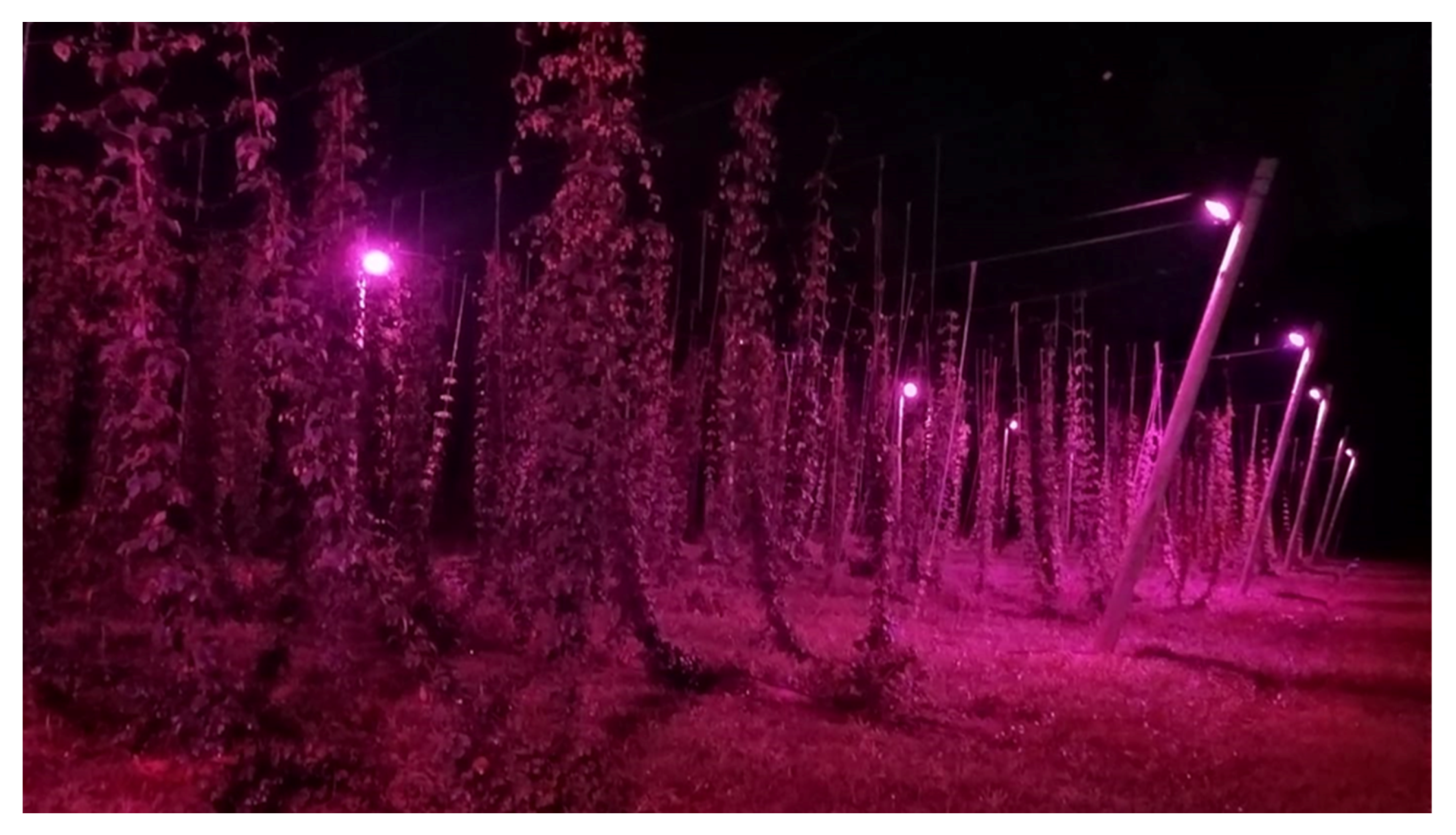 Horticulturae 08 00393 g009 550