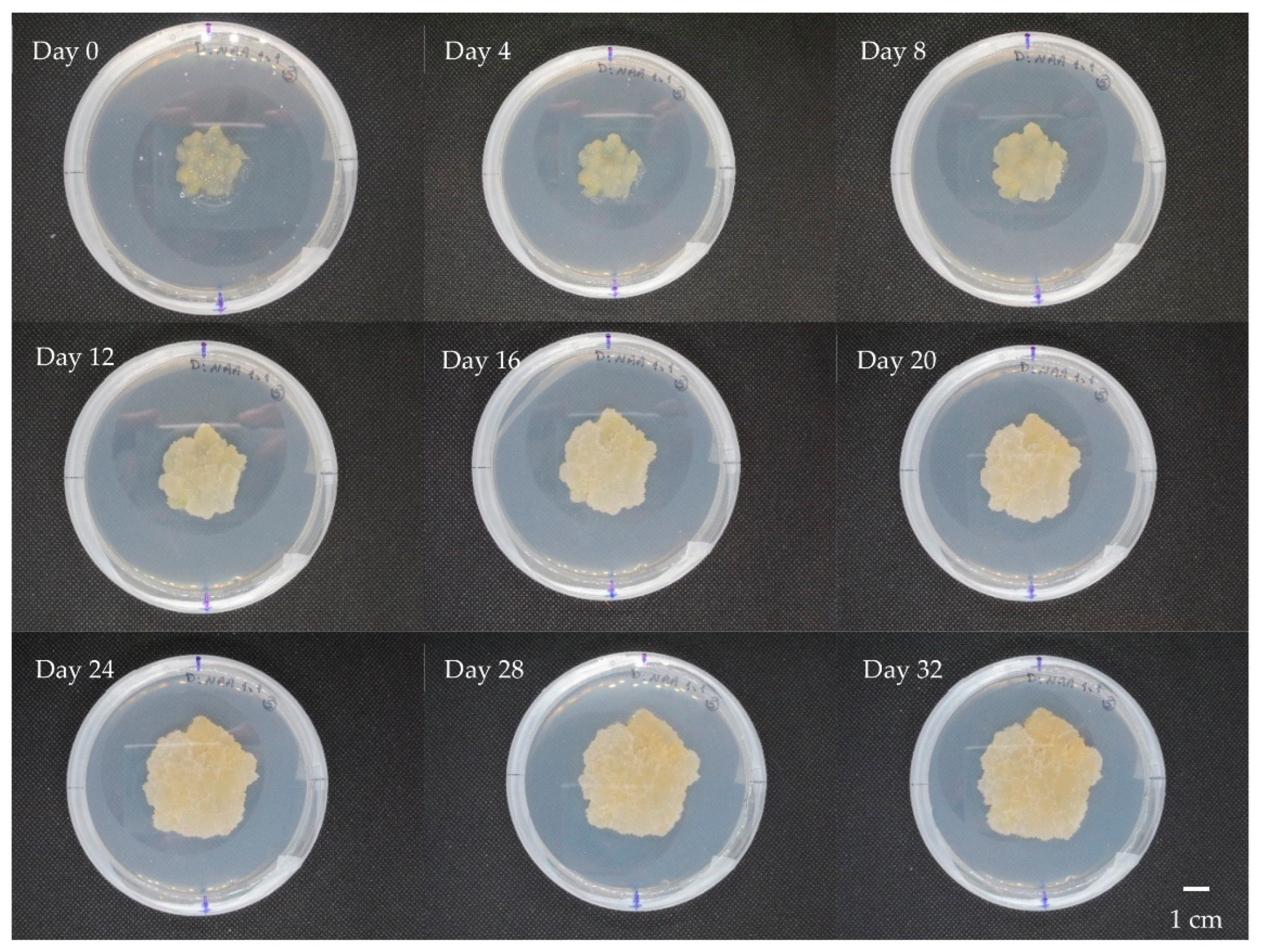 Horticulturae 08 00394 g003