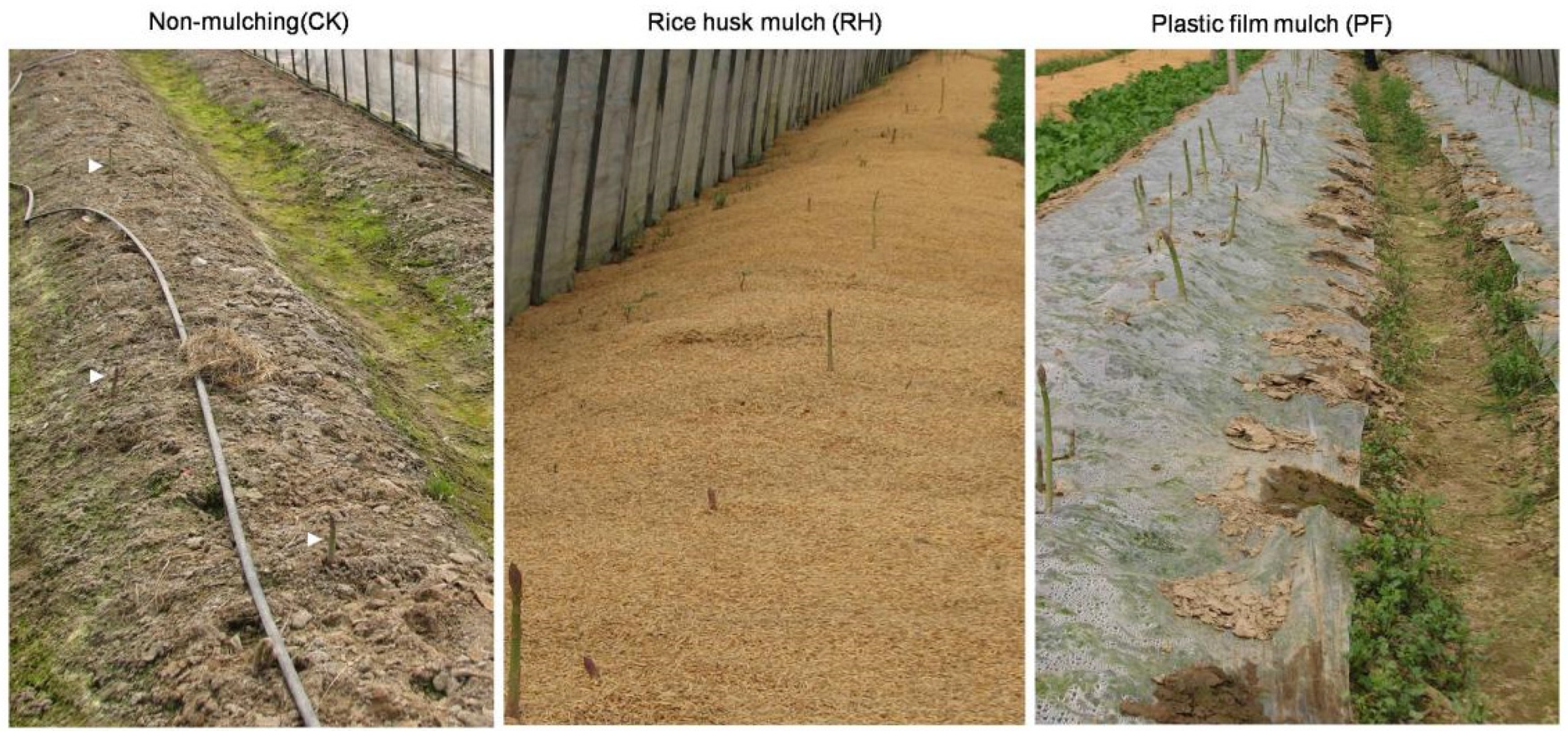 Horticulturae 08 00395 g001 550