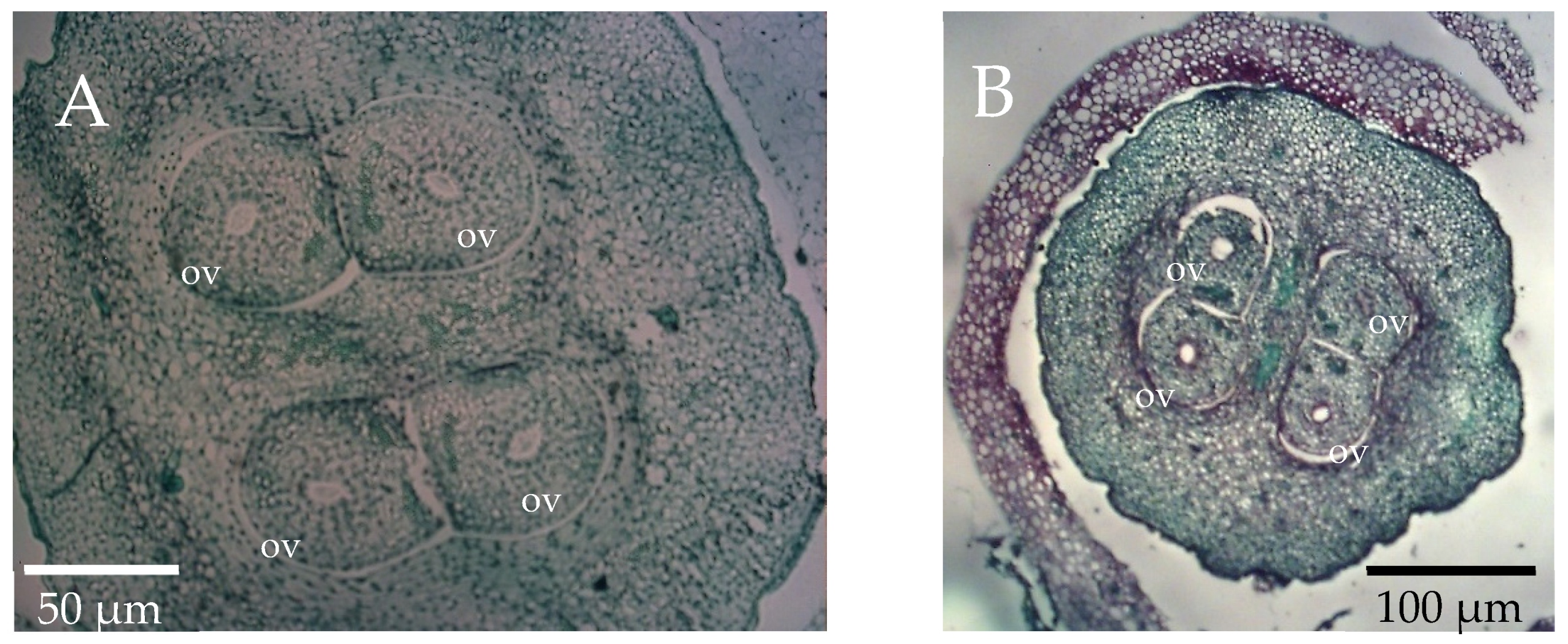 Horticulturae 08 00402 g003