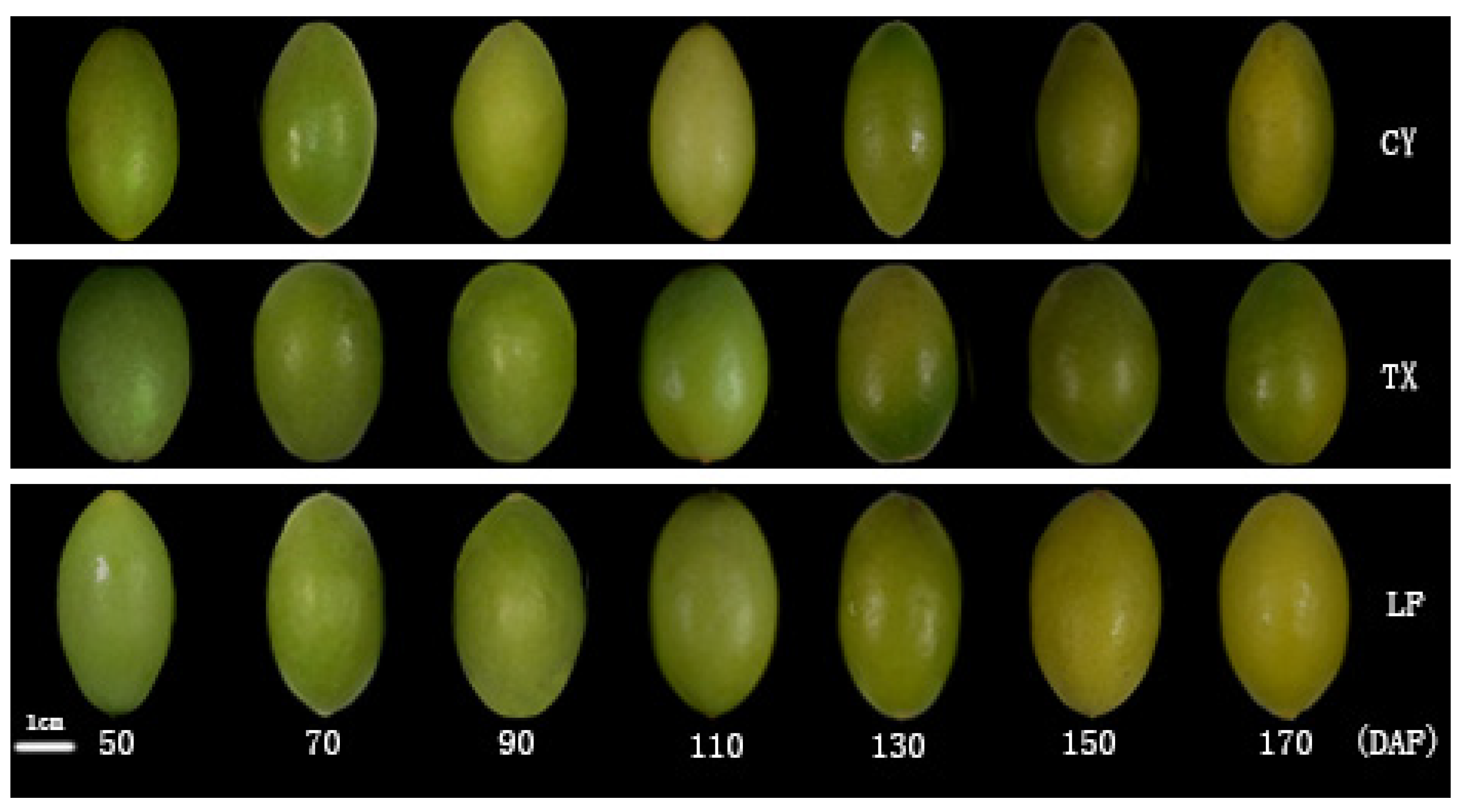 Horticulturae 08 00408 g003