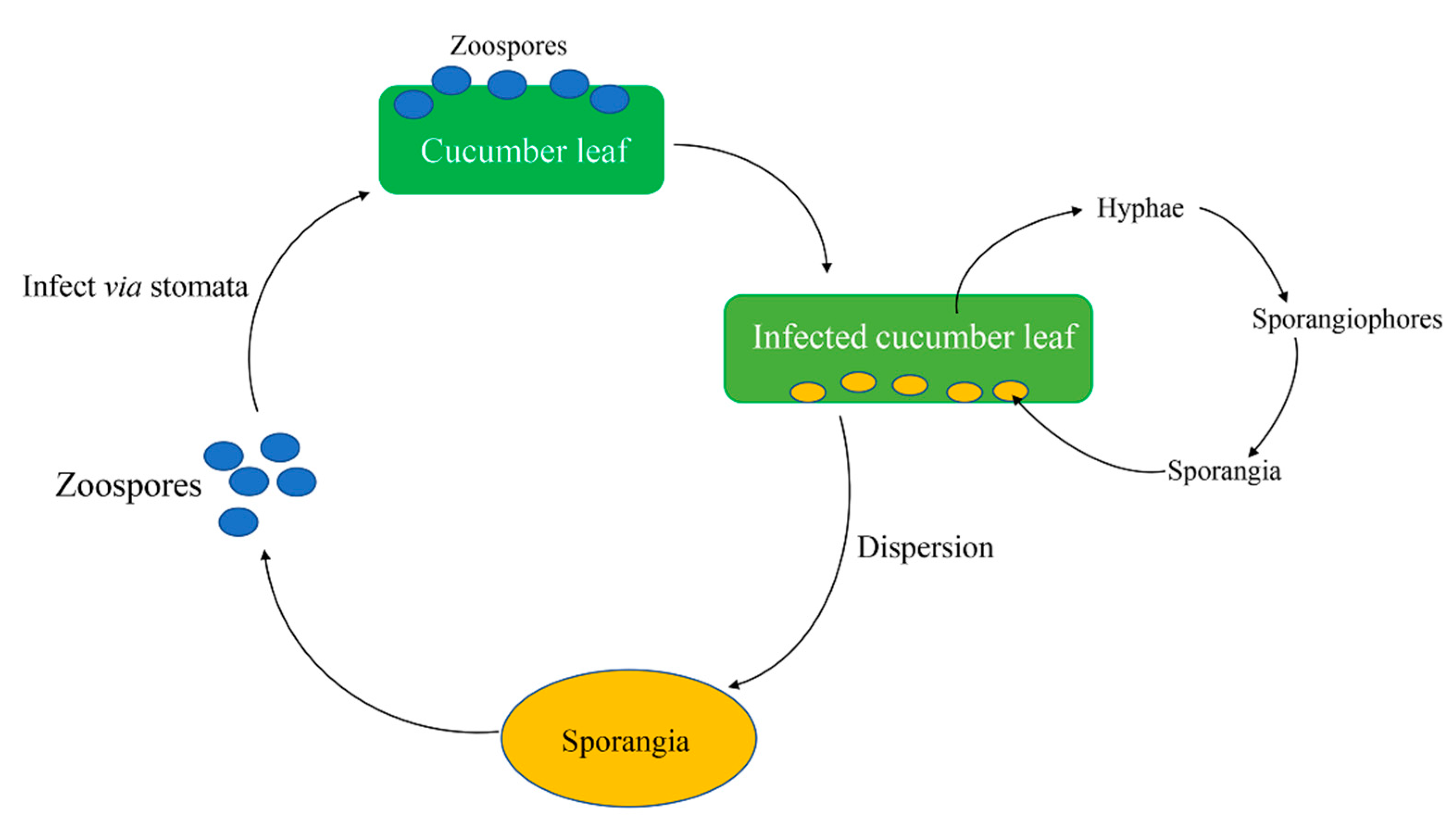 Horticulturae 08 00410 g001 Horticulturae 08 00410 g001