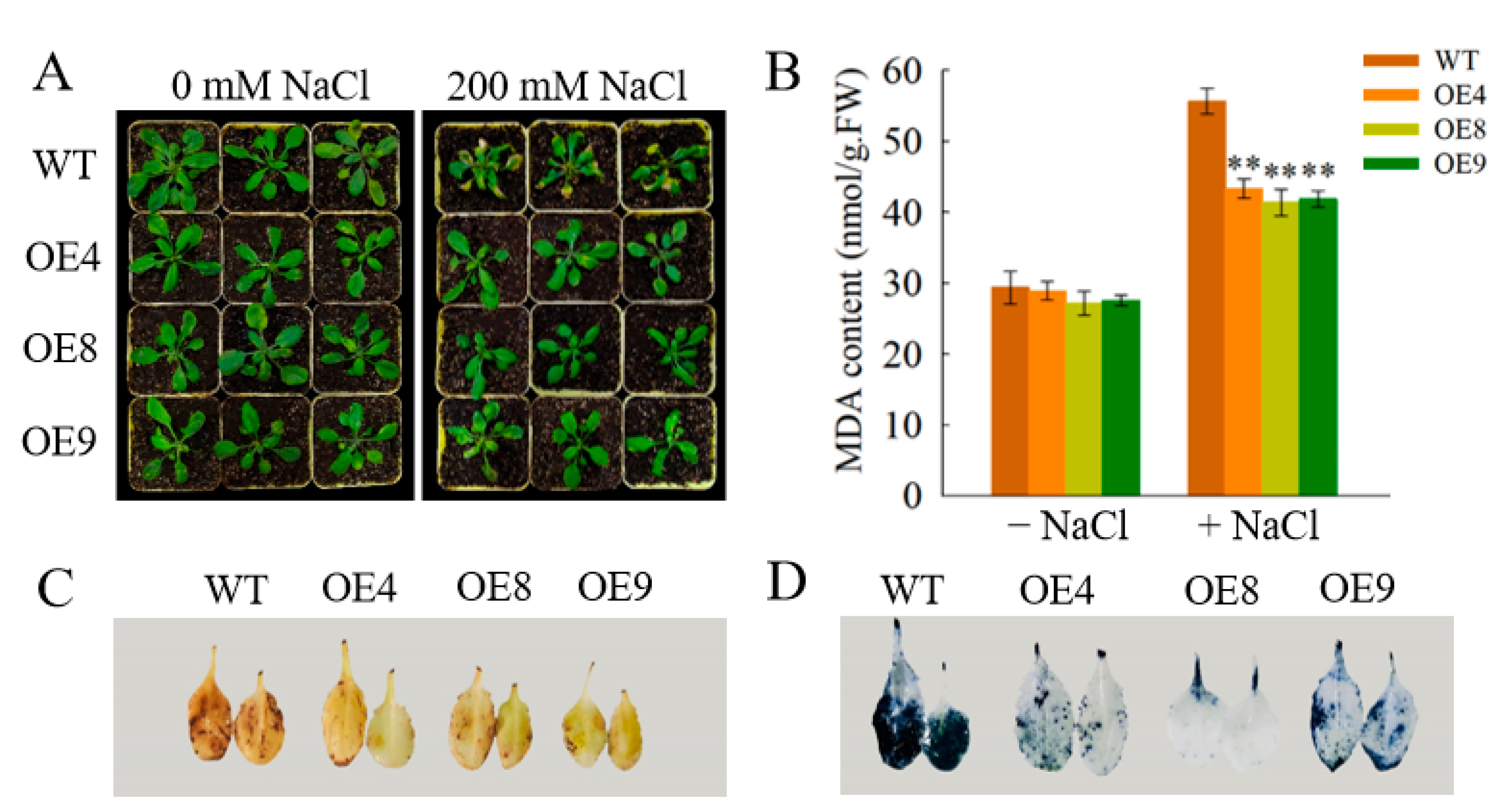 Horticulturae 08 00412 g007