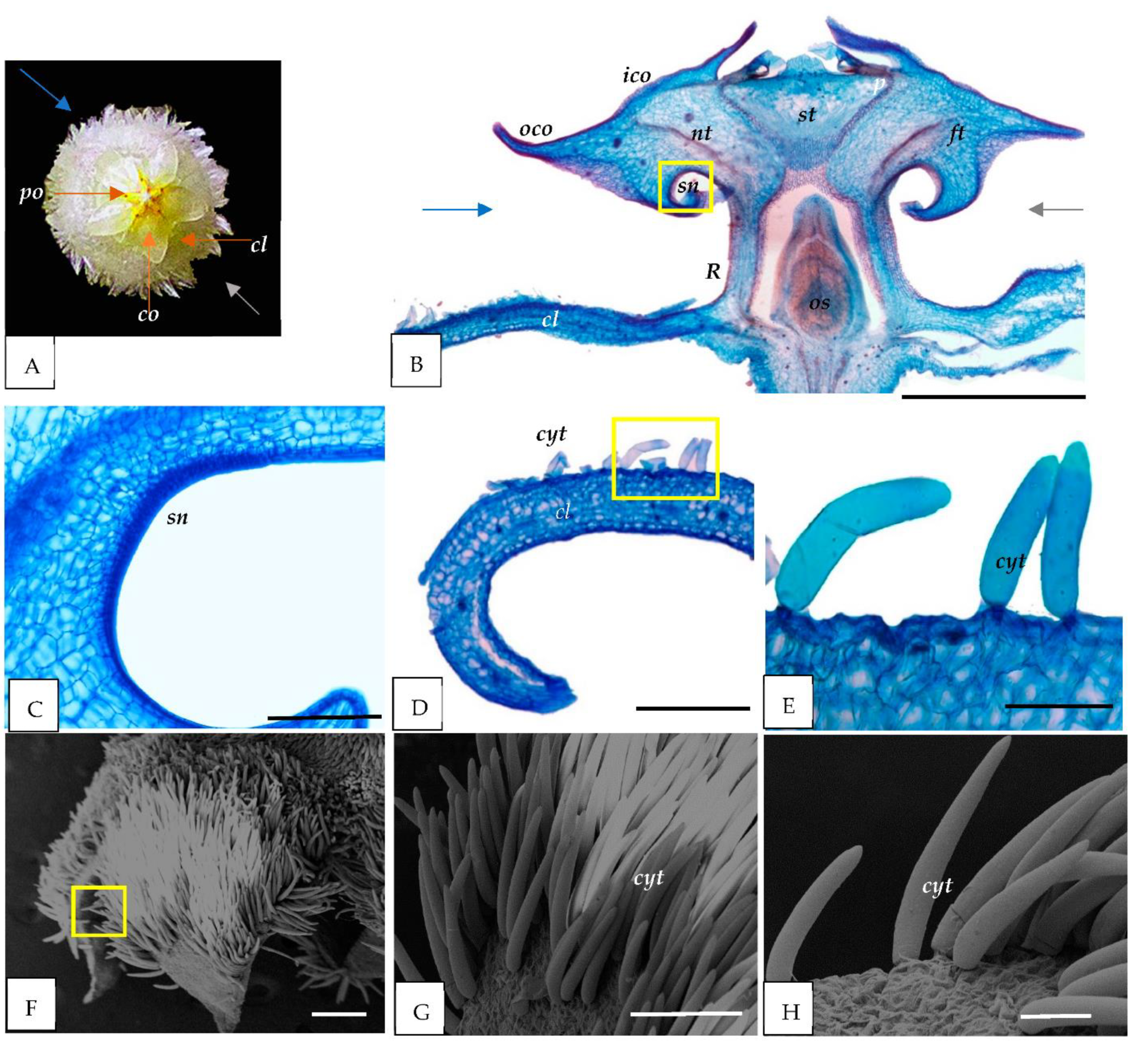 Horticulturae 08 00420 g002 Horticulturae 08 00420 g002