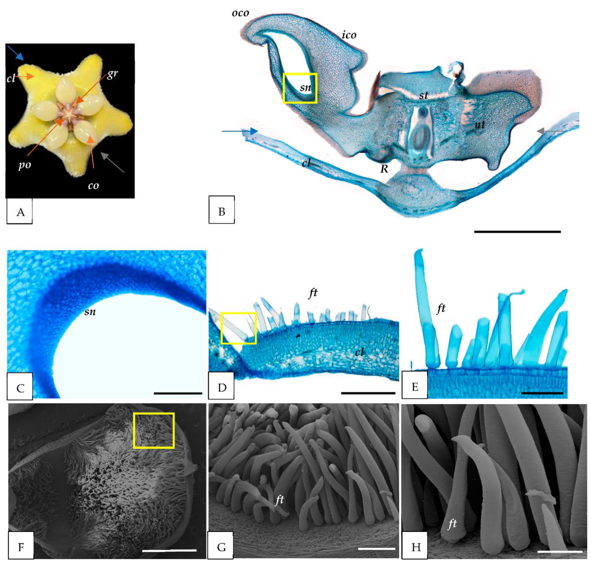 Horticulturae 08 00420 g003 Horticulturae 08 00420 g003
