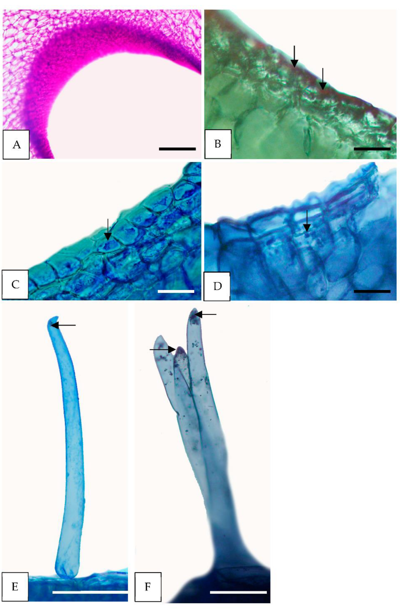Horticulturae 08 00420 g006 Horticulturae 08 00420 g006