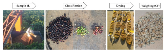 Effects of nutrient irrigation on conilon coffee crops - A Lavoura