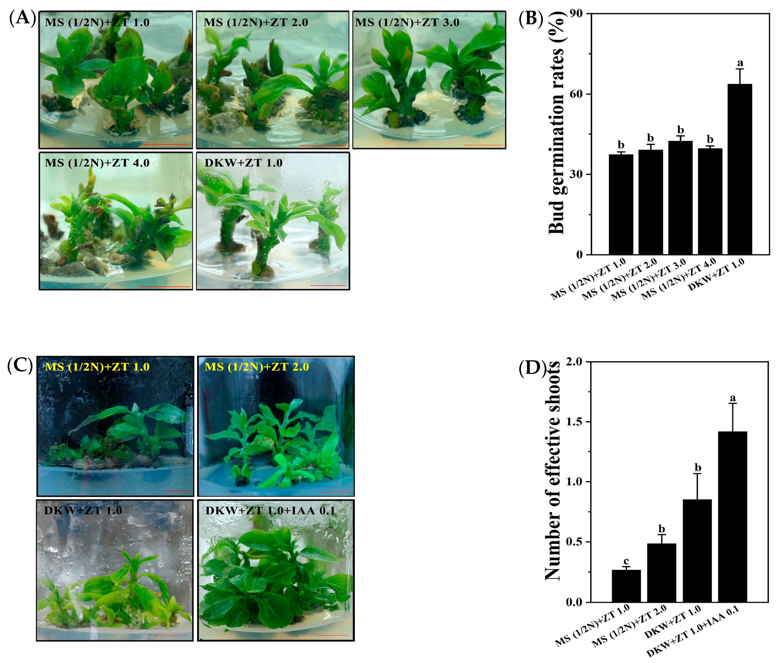 Horticulturae 08 00422 g001