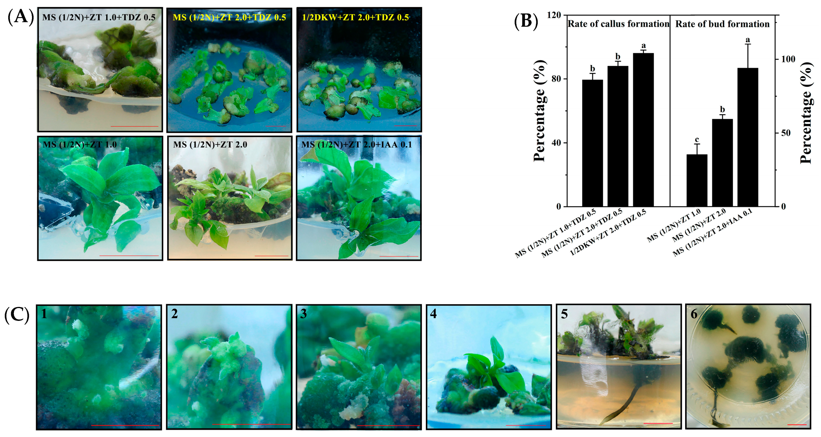 Horticulturae 08 00422 g002
