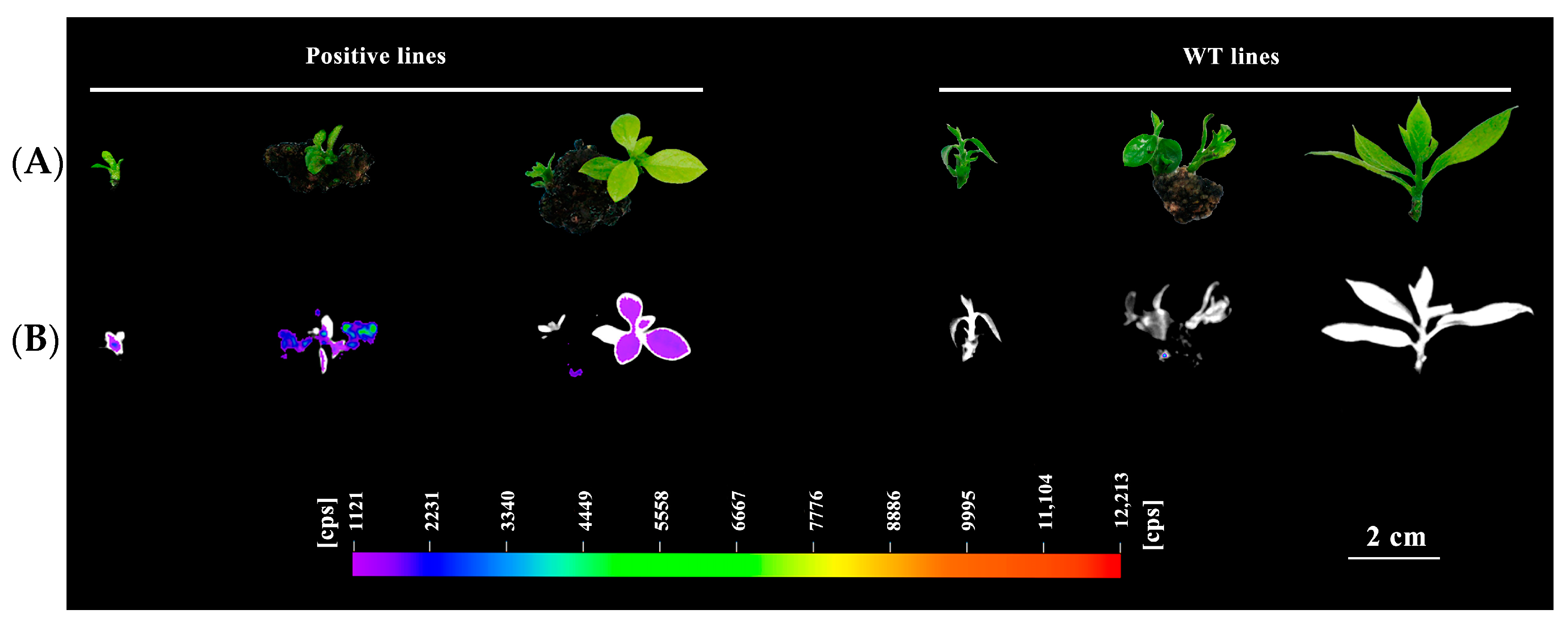 Horticulturae 08 00422 g003