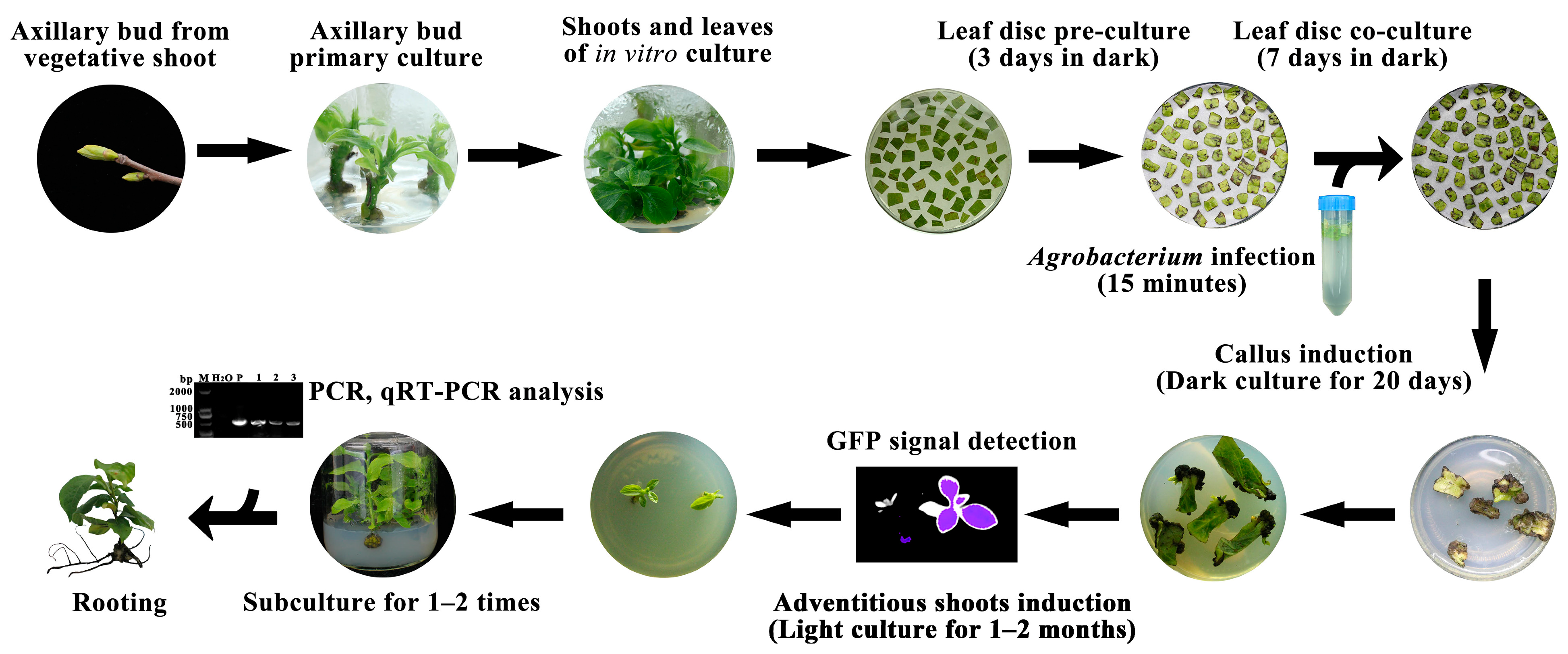 Horticulturae 08 00422 g005