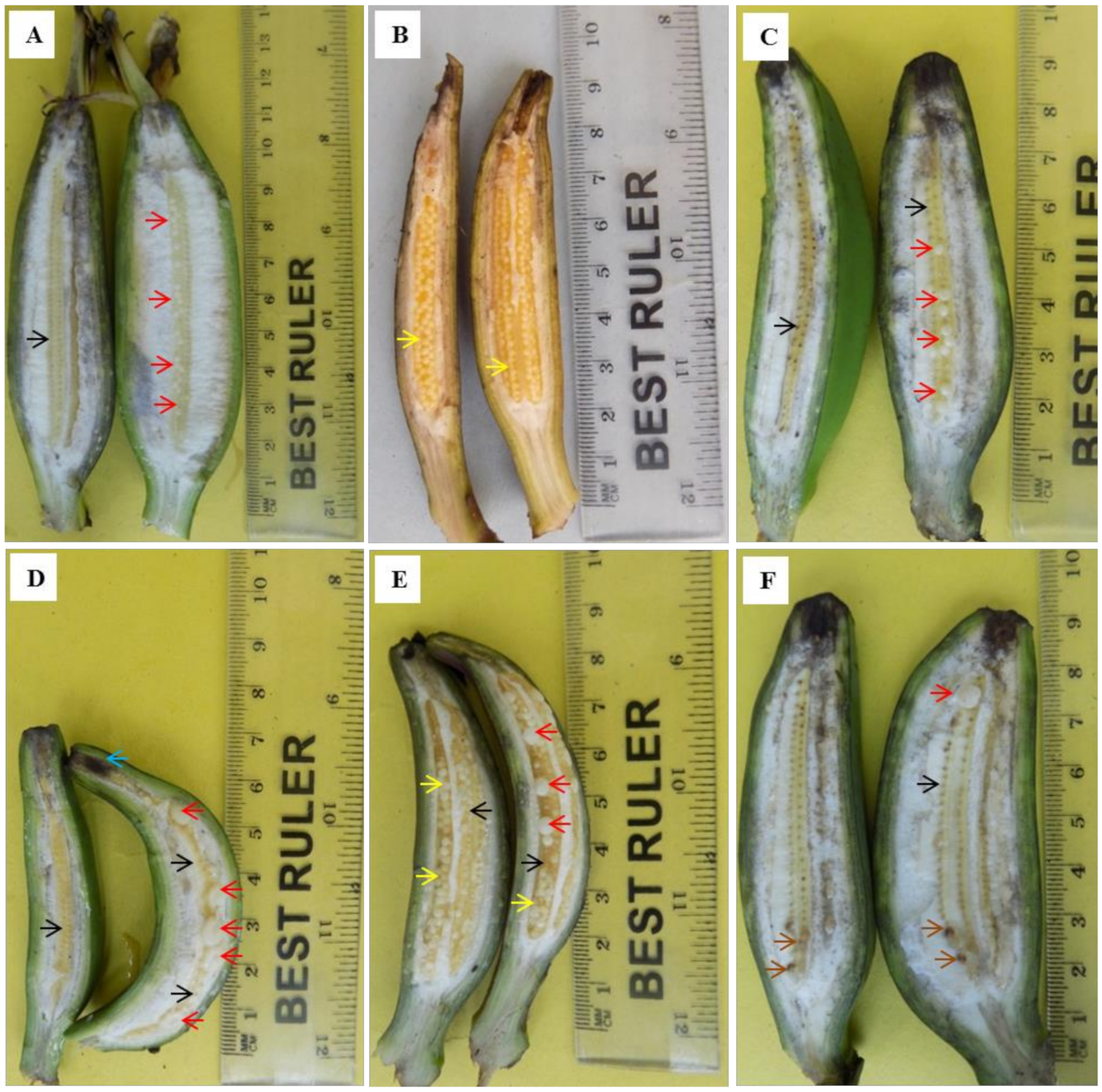 Horticulturae 08 00426 g001