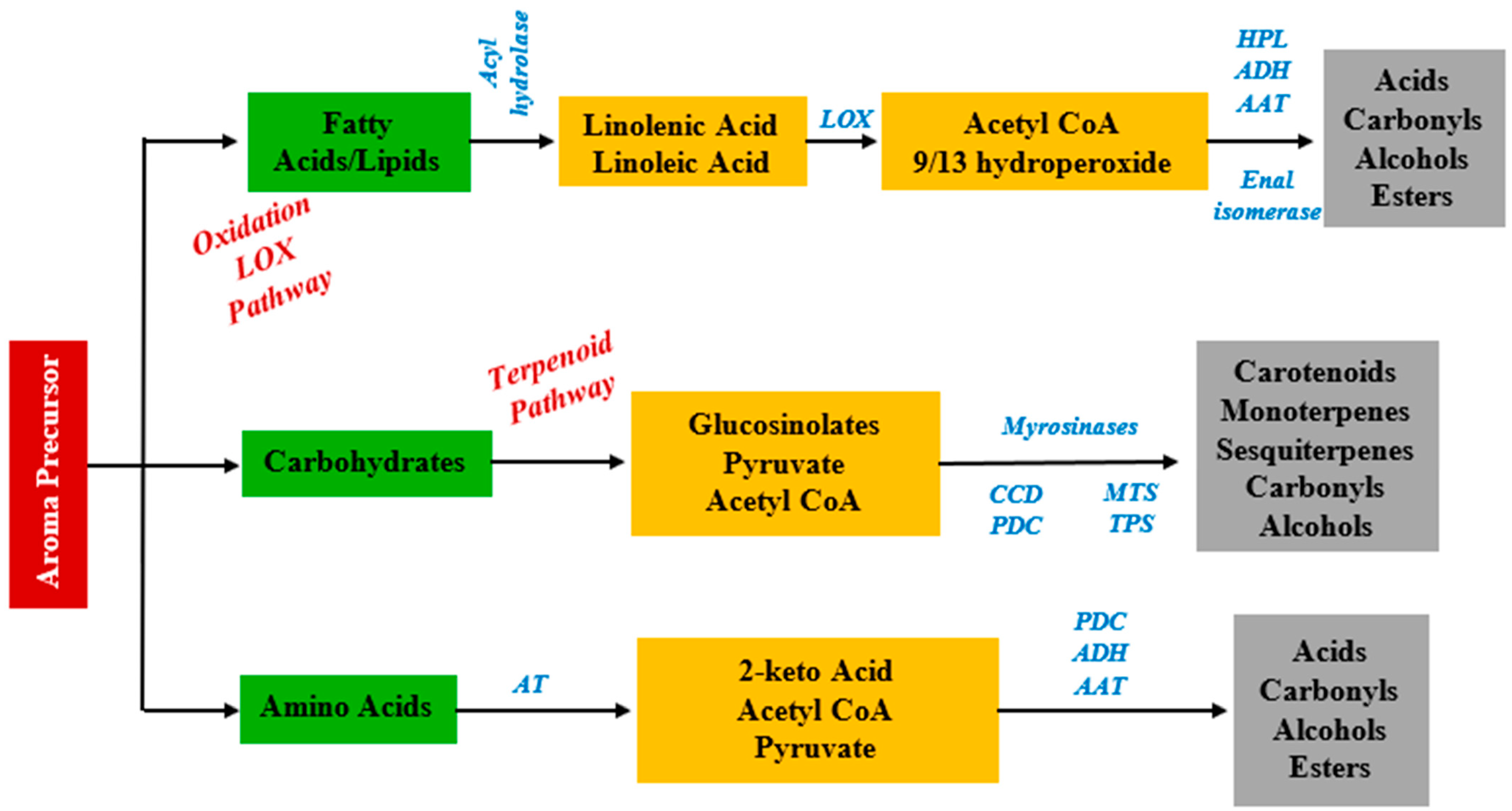 Horticulturae 08 00451 g004