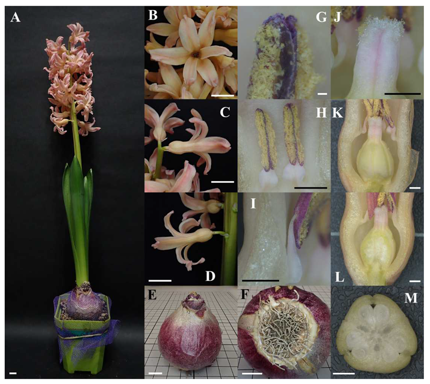 Horticulturae 08 00453 g001 Horticulturae 08 00453 g001