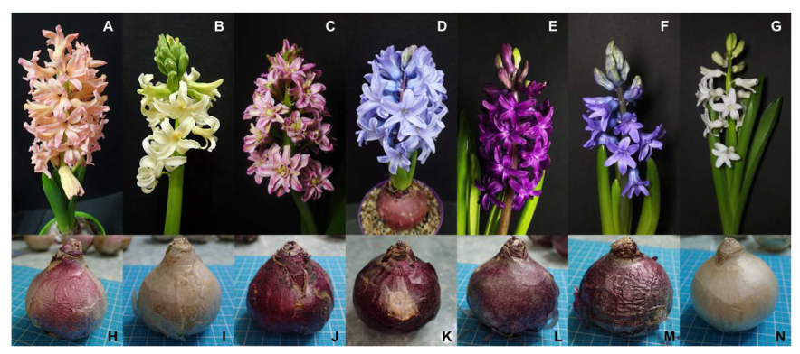 Horticulturae 08 00453 g002 Horticulturae 08 00453 g002