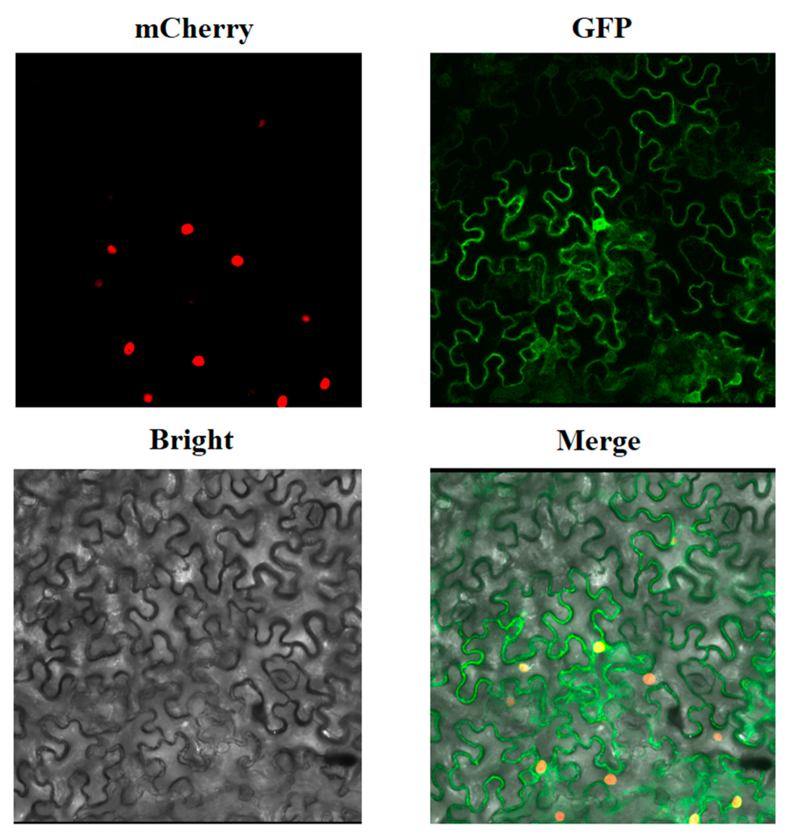 Horticulturae 08 00460 g005 Horticulturae 08 00460 g005