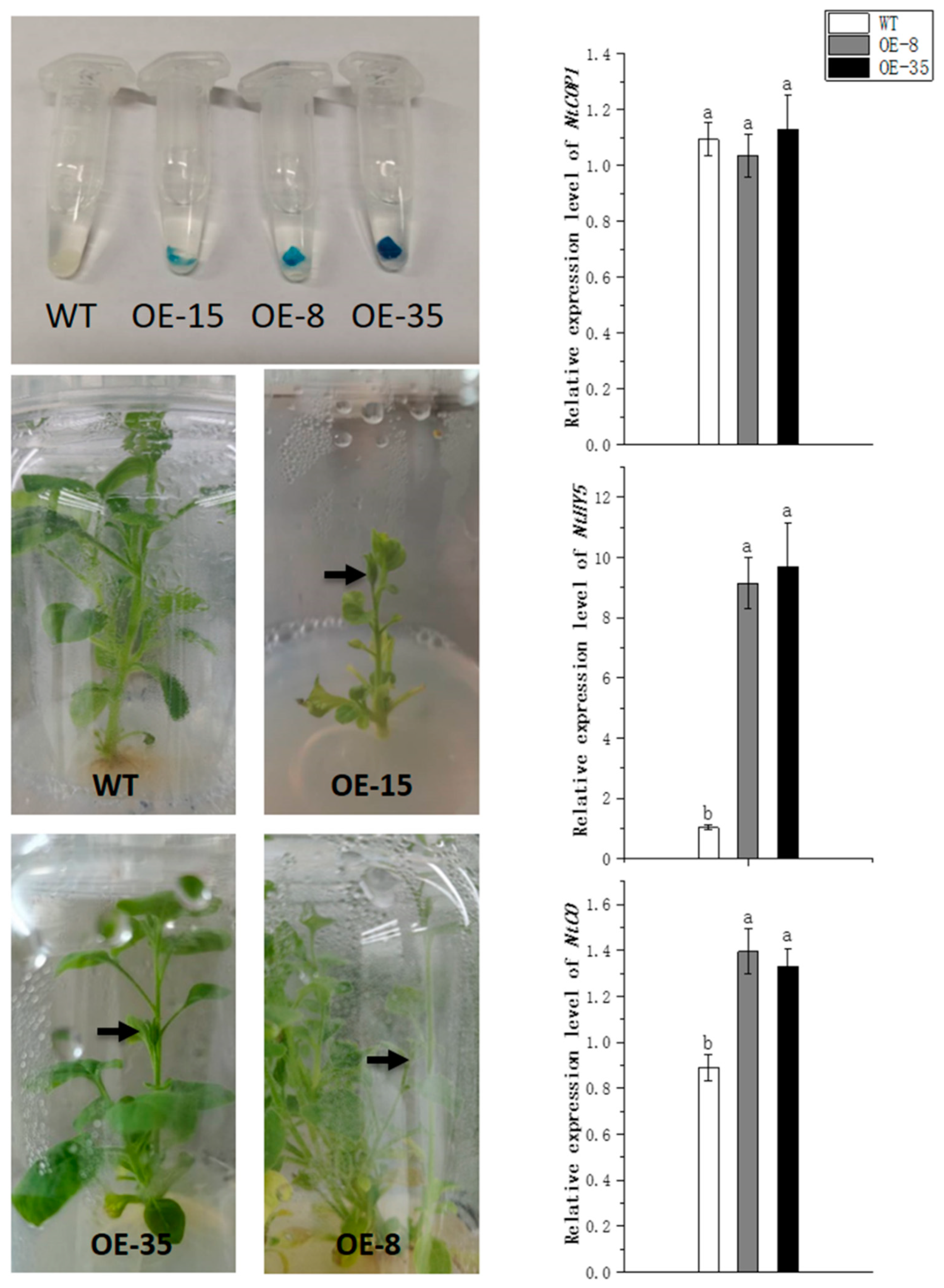 Horticulturae 08 00460 g007 Horticulturae 08 00460 g007
