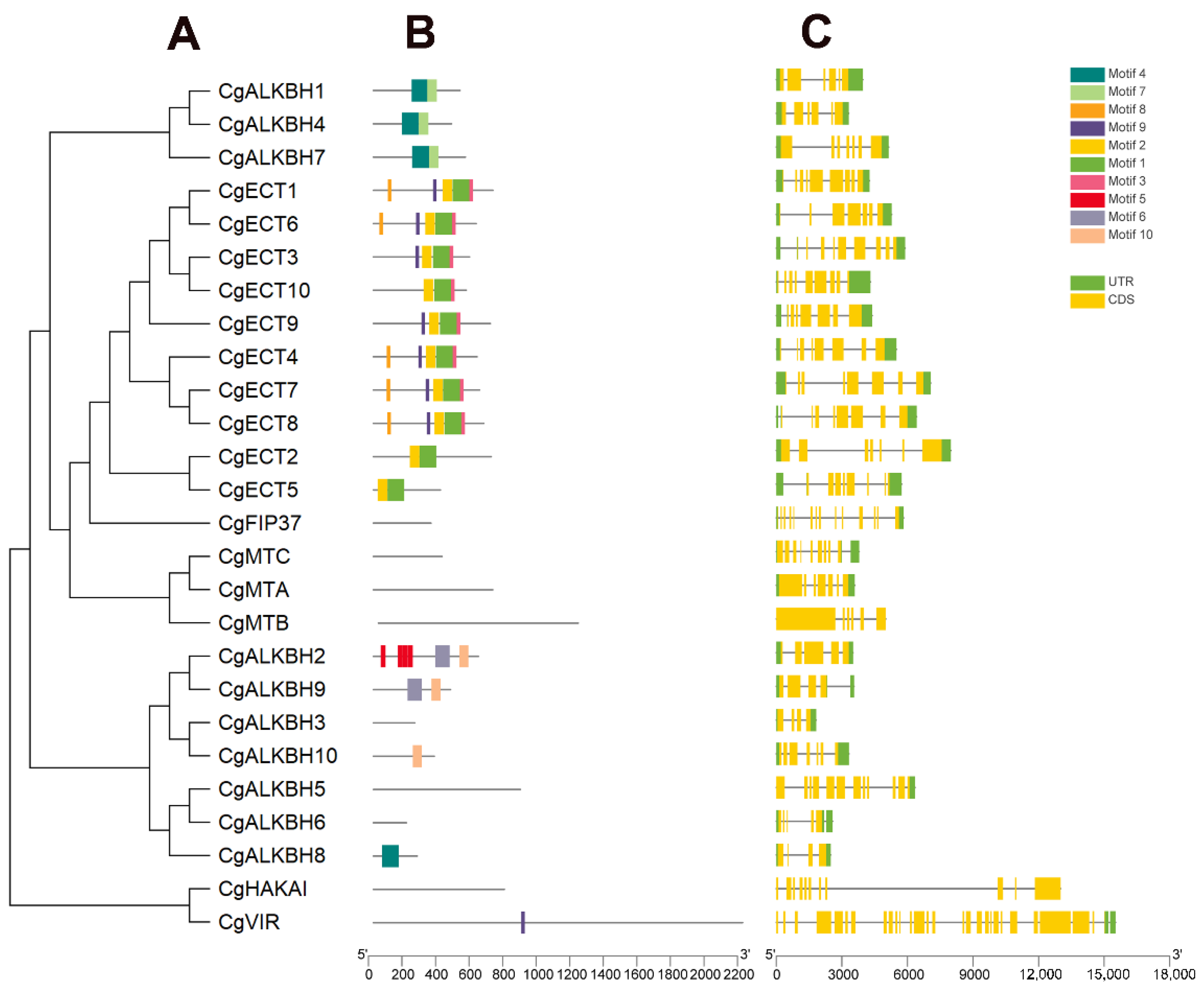 Horticulturae 08 00462 g003