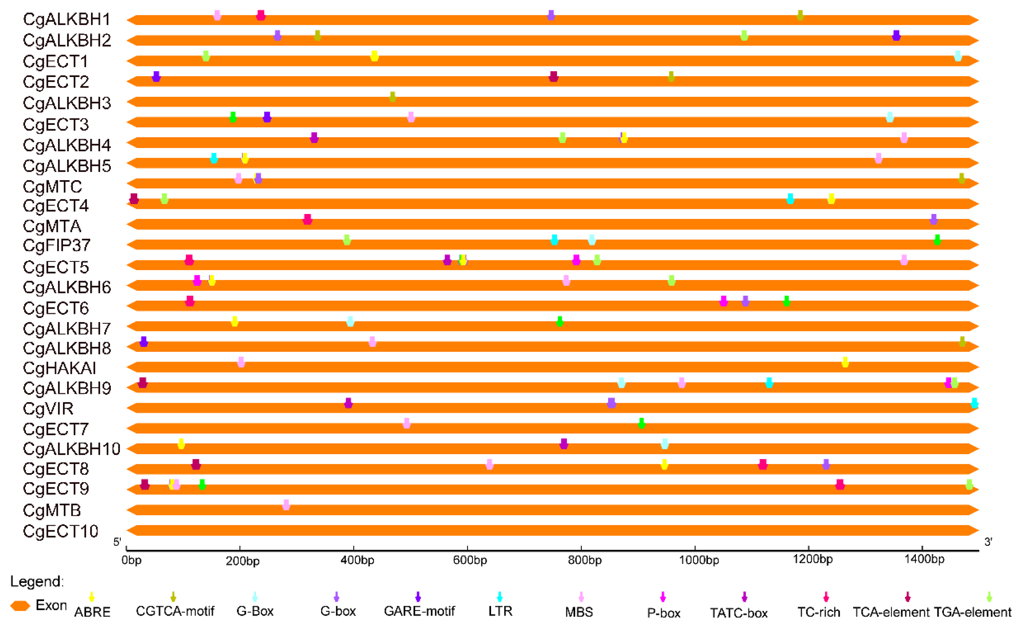 Horticulturae 08 00462 g004