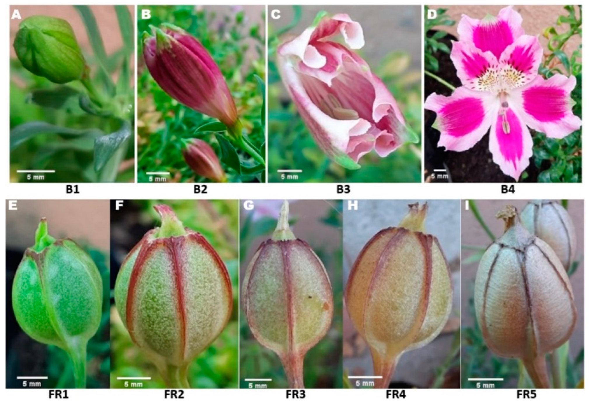 Horticulturae 08 00464 g001