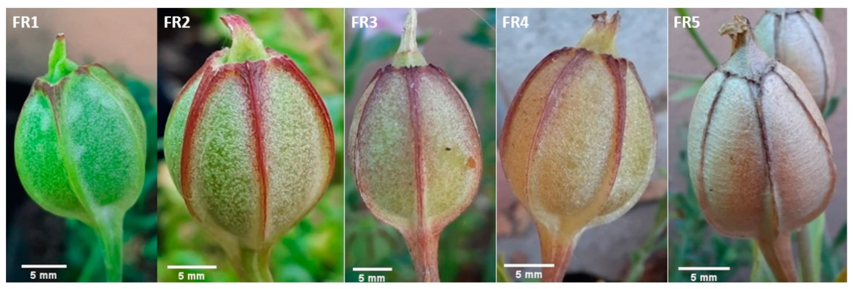 Horticulturae 08 00464 g002