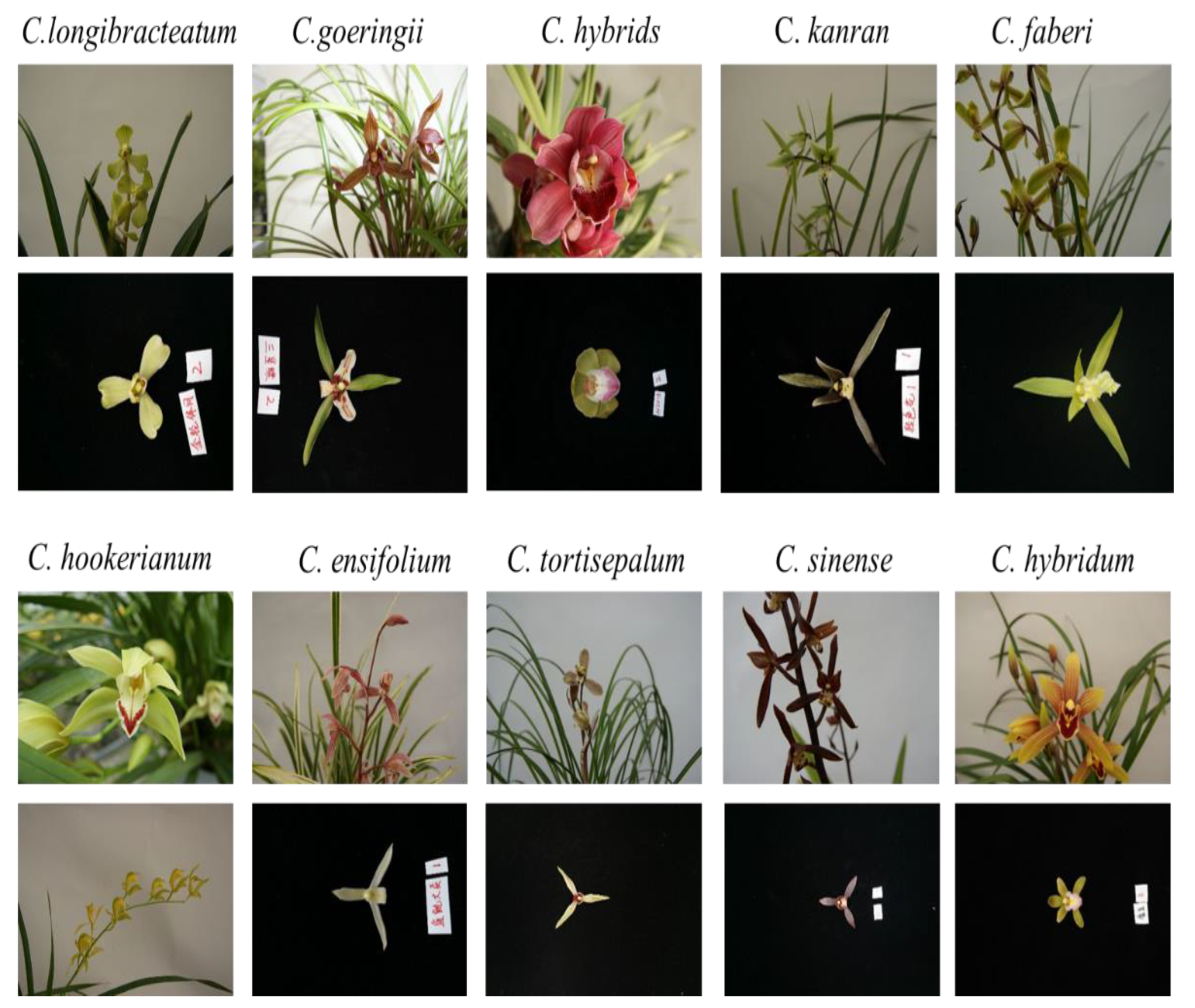 Horticulturae 08 00470 g001