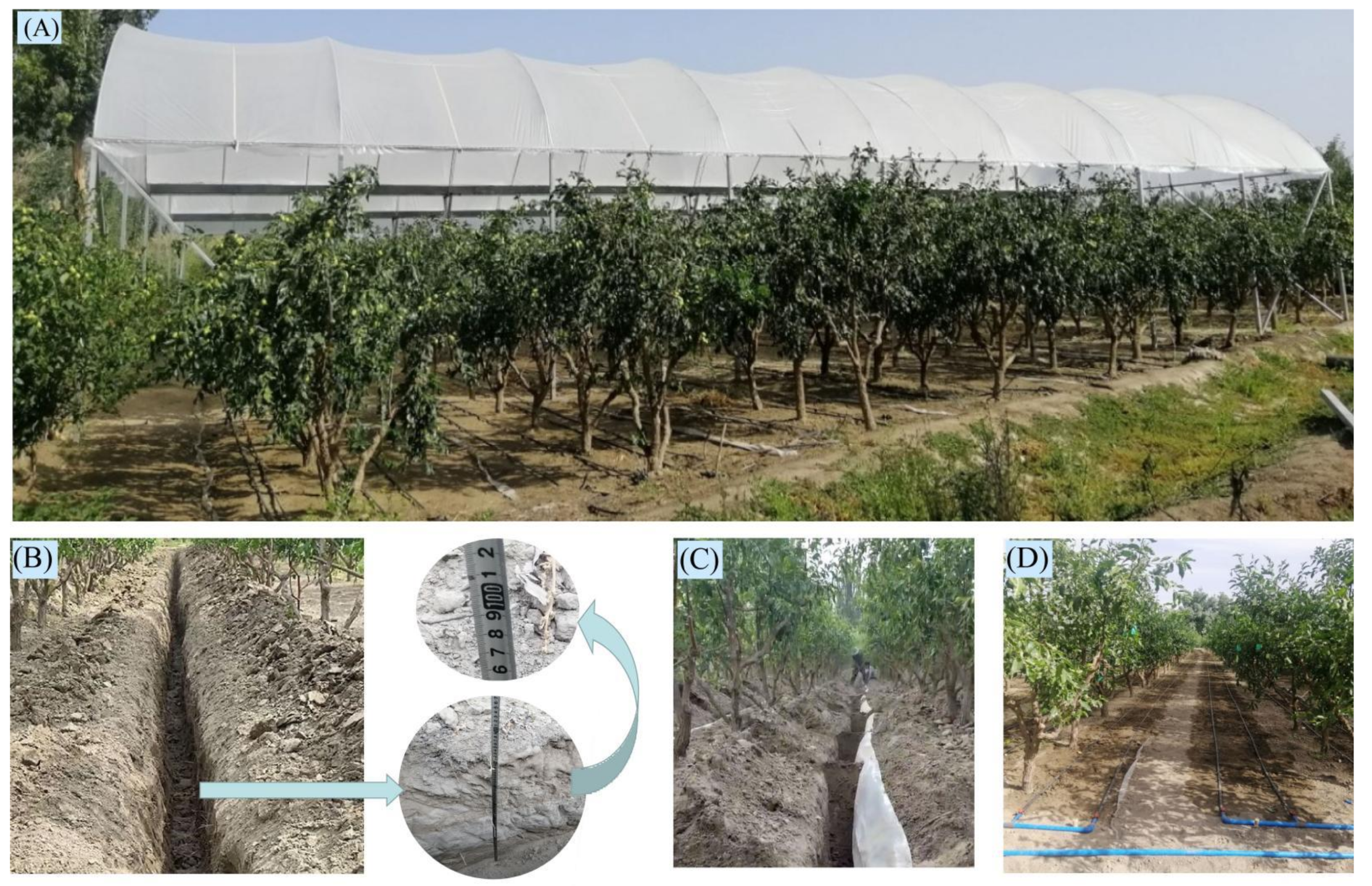 Horticulturae 08 00474 g001