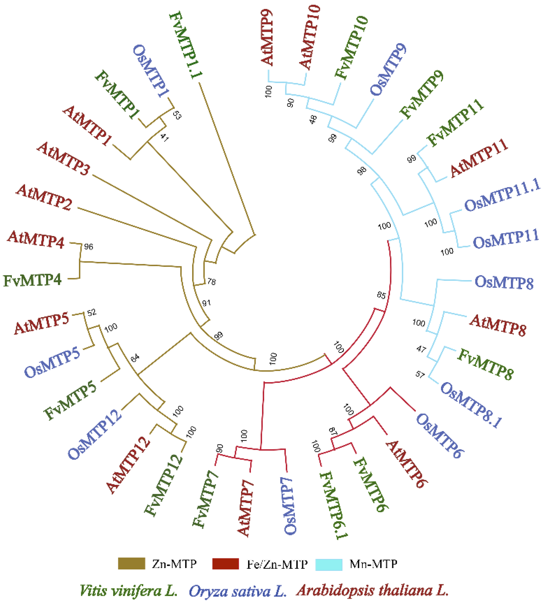 Horticulturae 08 00477 g001 550